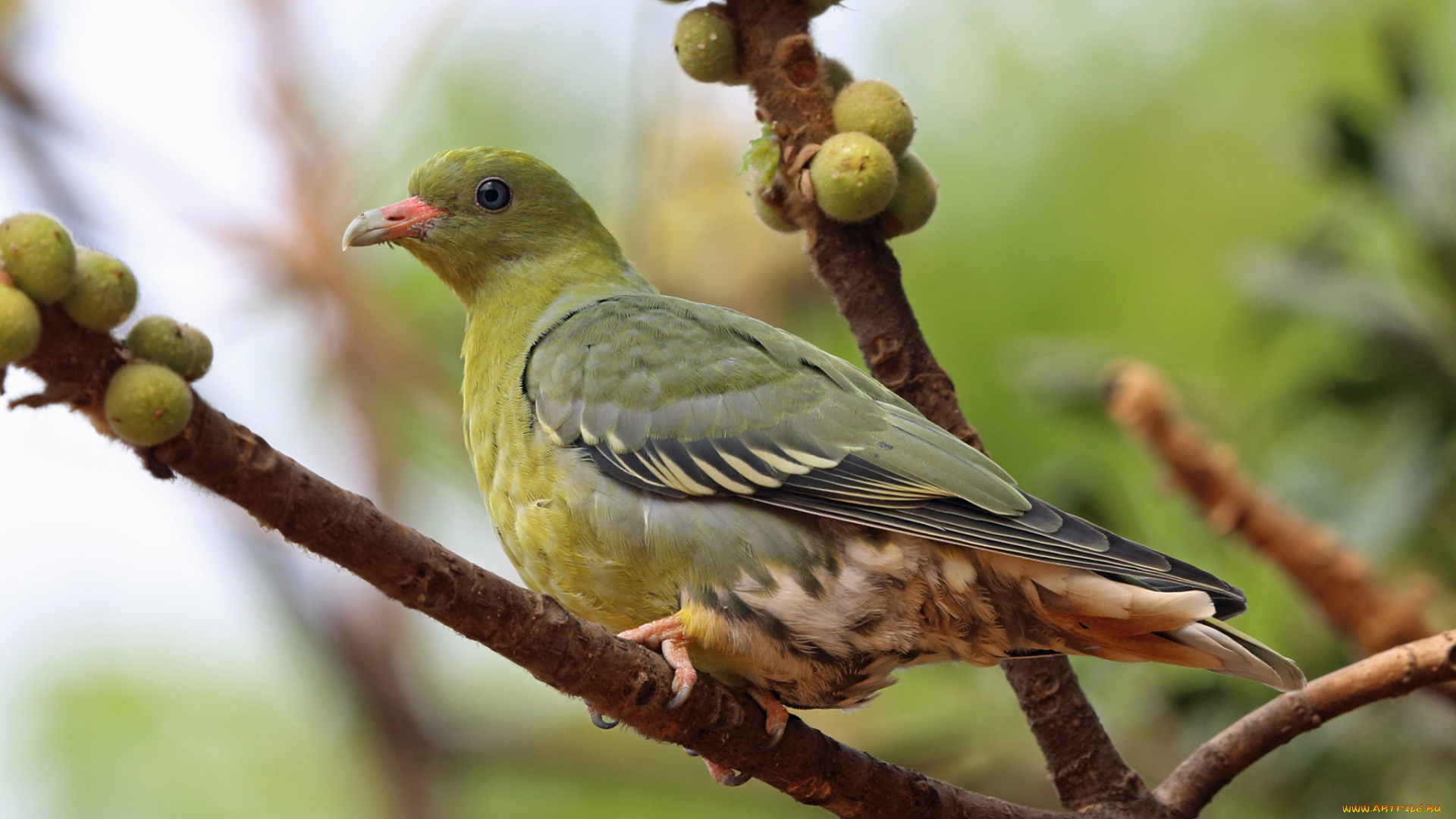 Японский, зелёный, голубь, животные, голуби, птица, голубь, зелёный, Японский