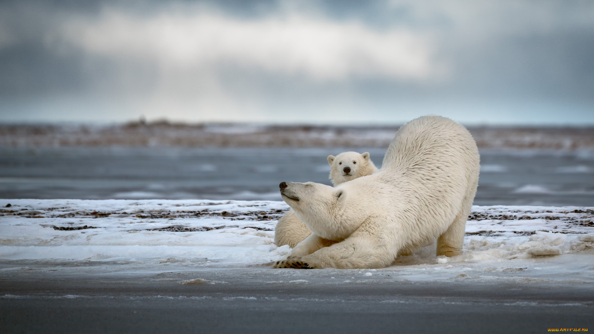 животные, медведи, потягивание, белые, два, мама, детеныш, белый, медведь, медвежонок, пара, снег, зима
