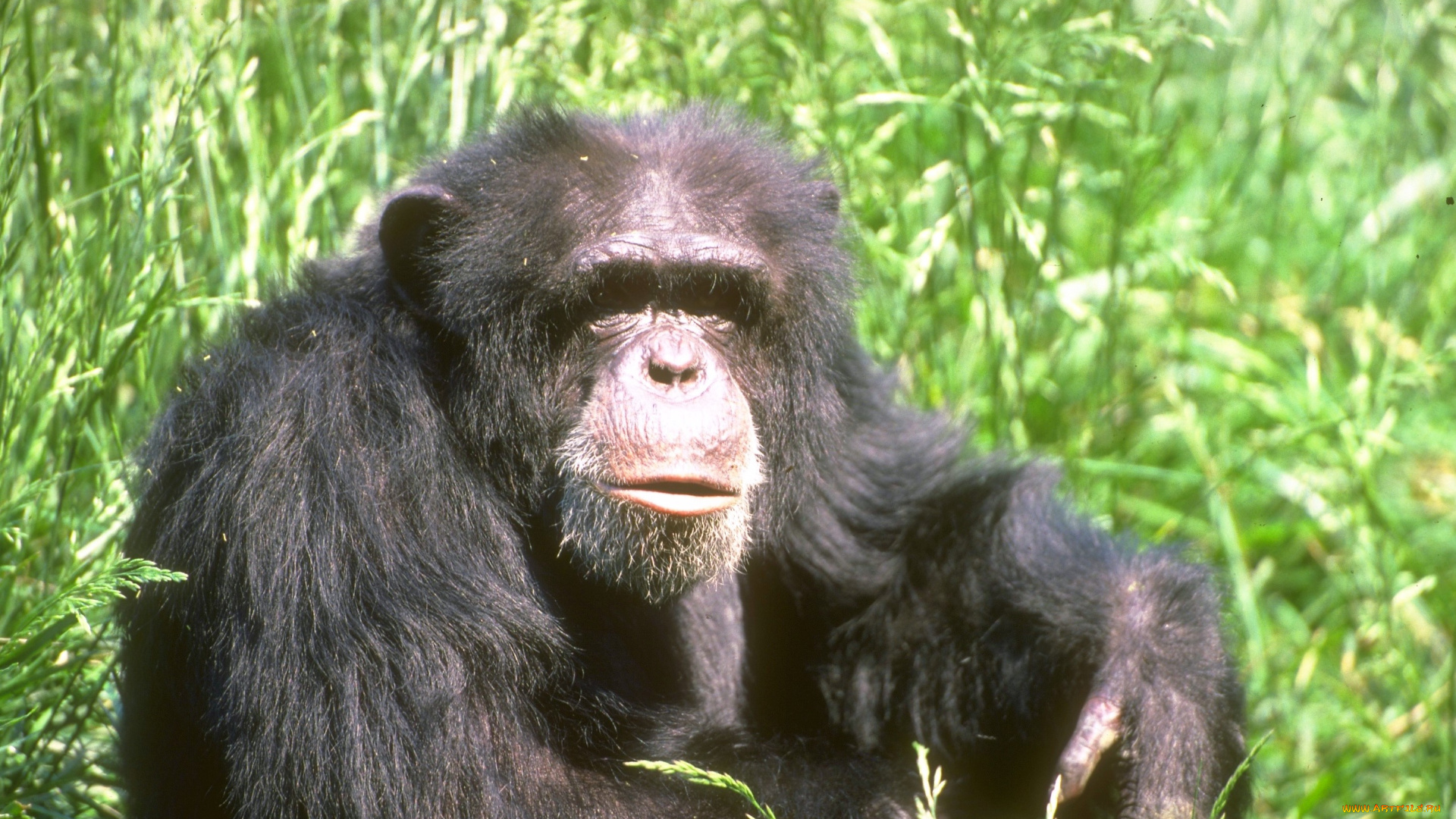 животные, обезьяны, трава, шимпанзе, обезьяна