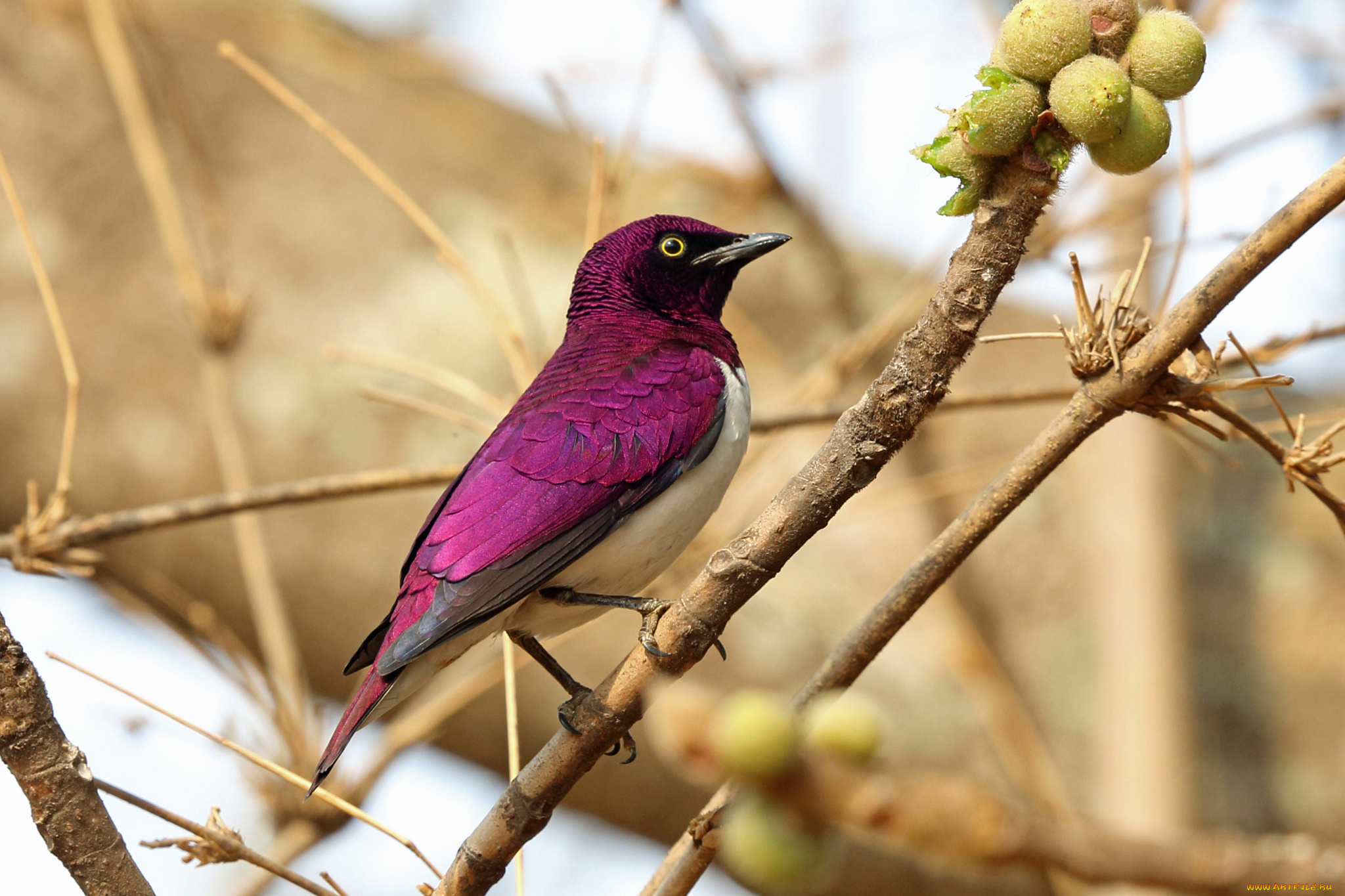аметистовый, скворец, животные, птицы, ветка, птица, скворец, аметистовый