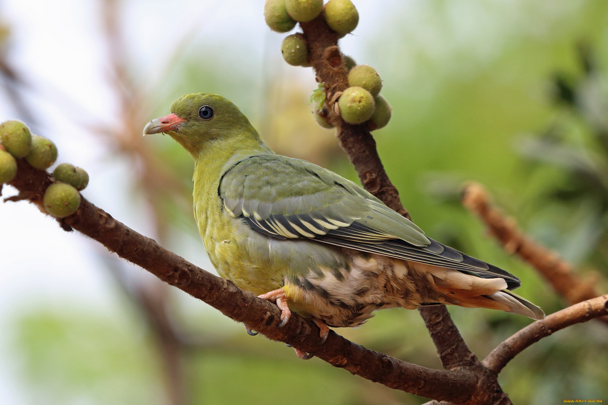 Японский, зелёный, голубь, животные, голуби, птица, голубь, зелёный, Японский