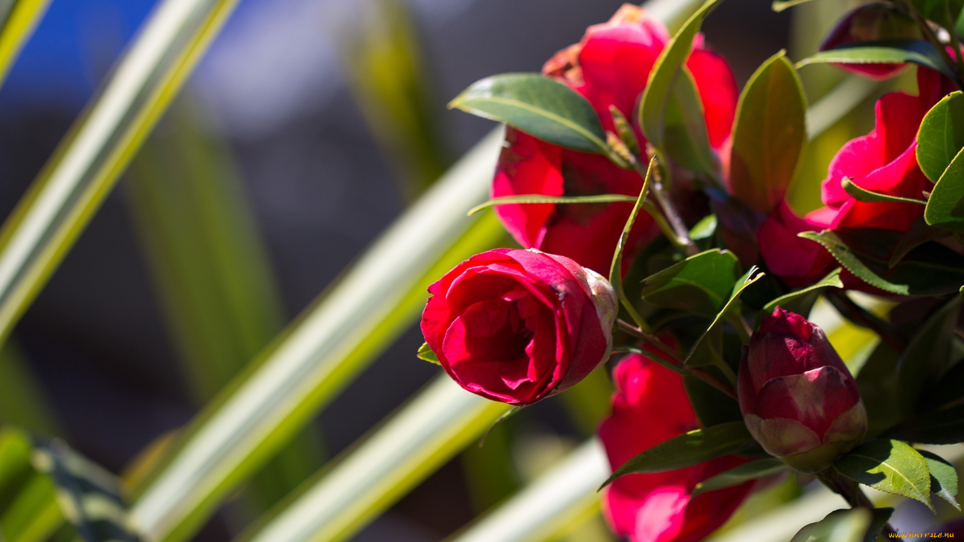 цветы, камелии, куст, камелия, бутоны