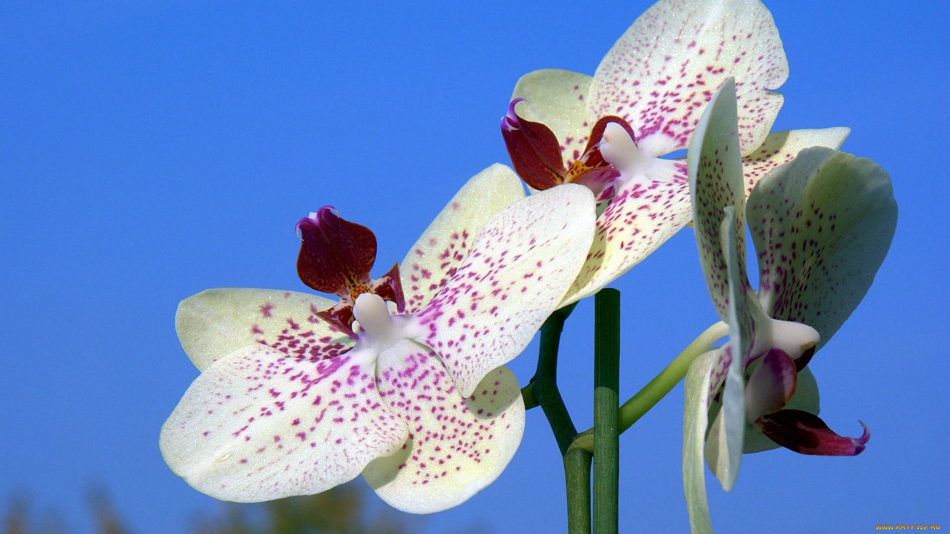 цветы, орхидеи