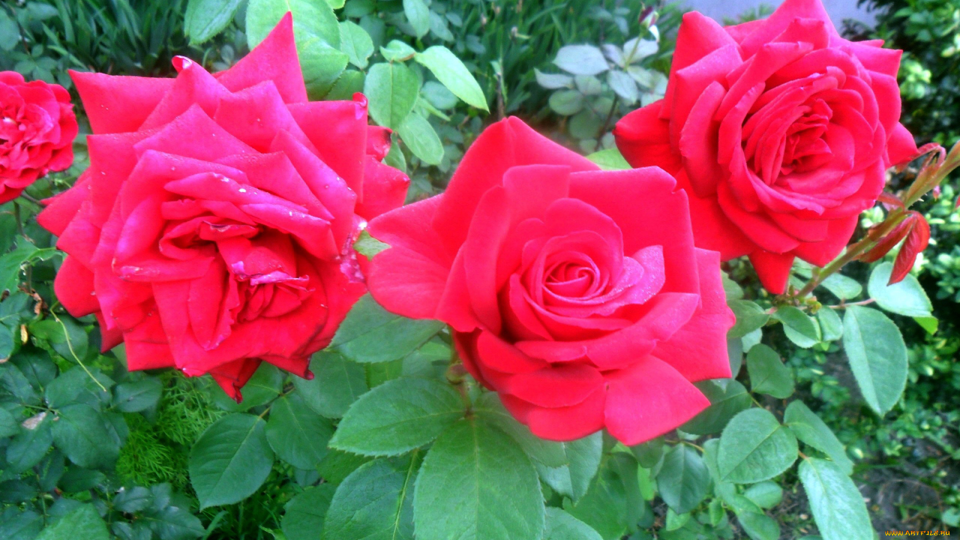 цветы, розы, куст, розовые