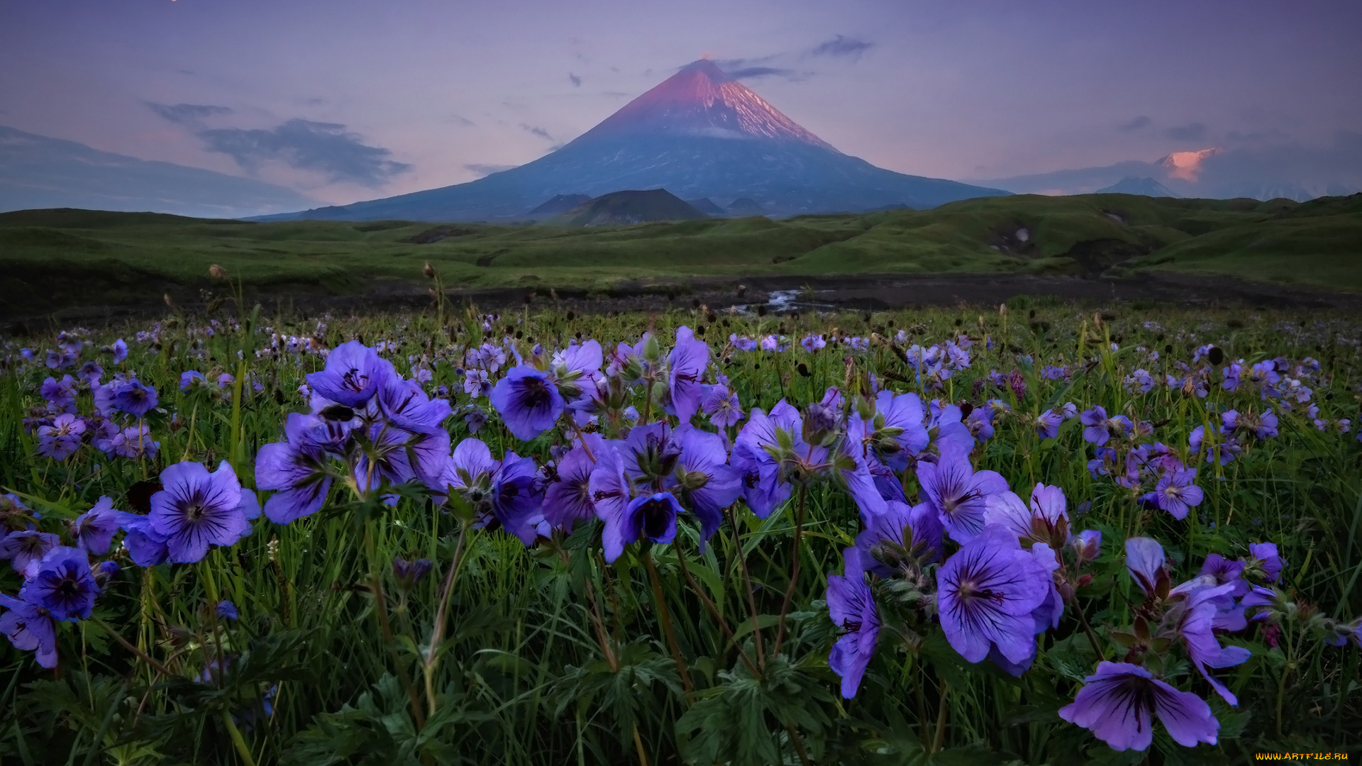 природа, луга, горы, луг, цветы, герань