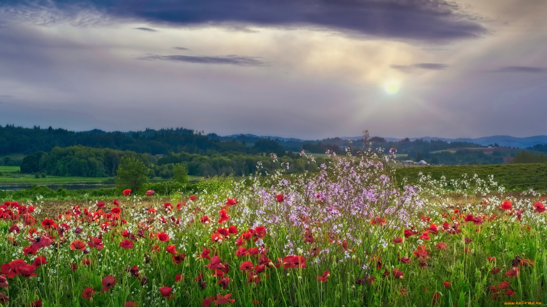 природа, луга, сумерки, луг, маки