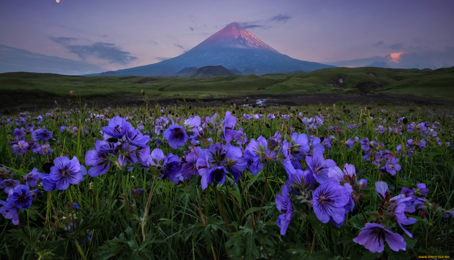природа, луга, горы, луг, цветы, герань