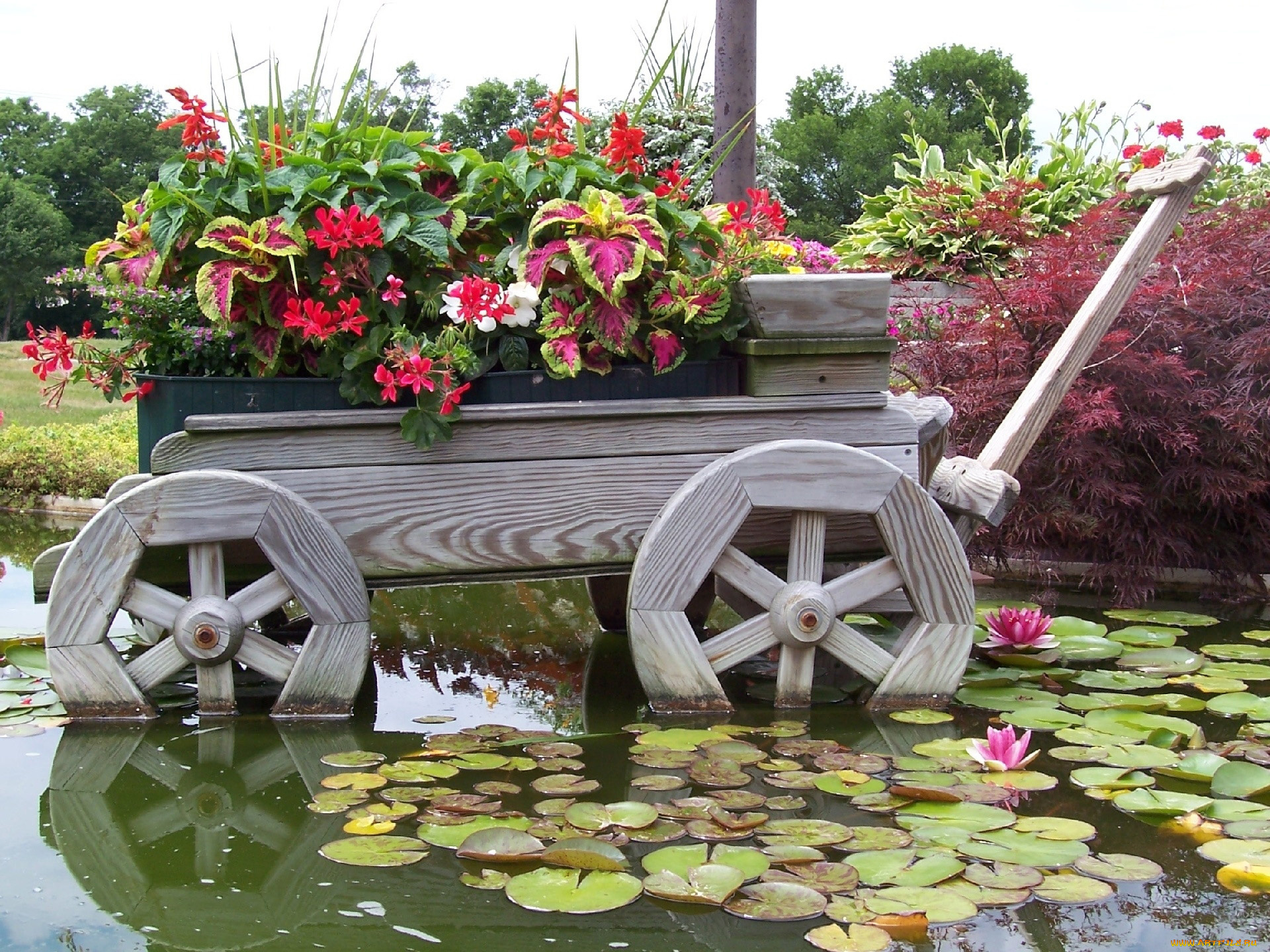 цветы, разные, вместе, лилии, клумба