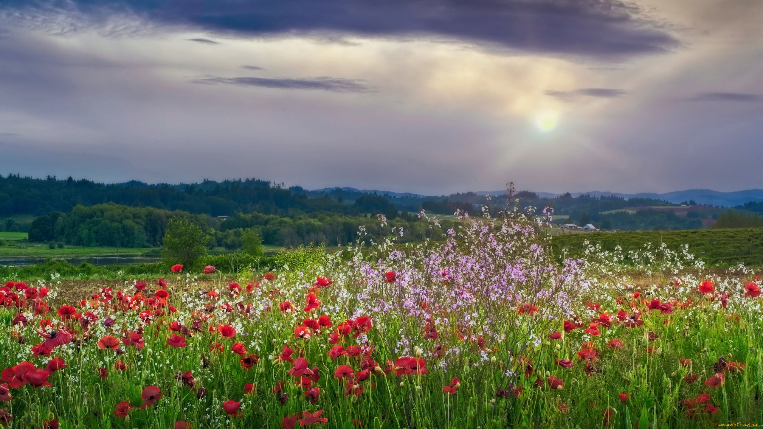 природа, луга, сумерки, луг, маки