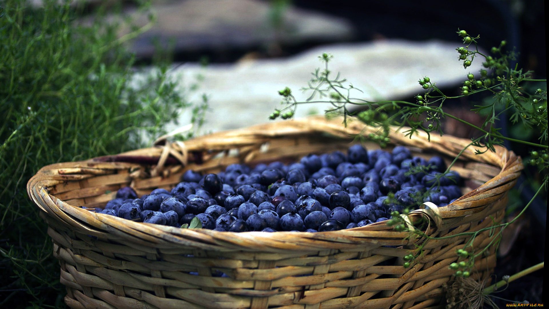 еда, голубика, , черника, корзина, черника, ягоды