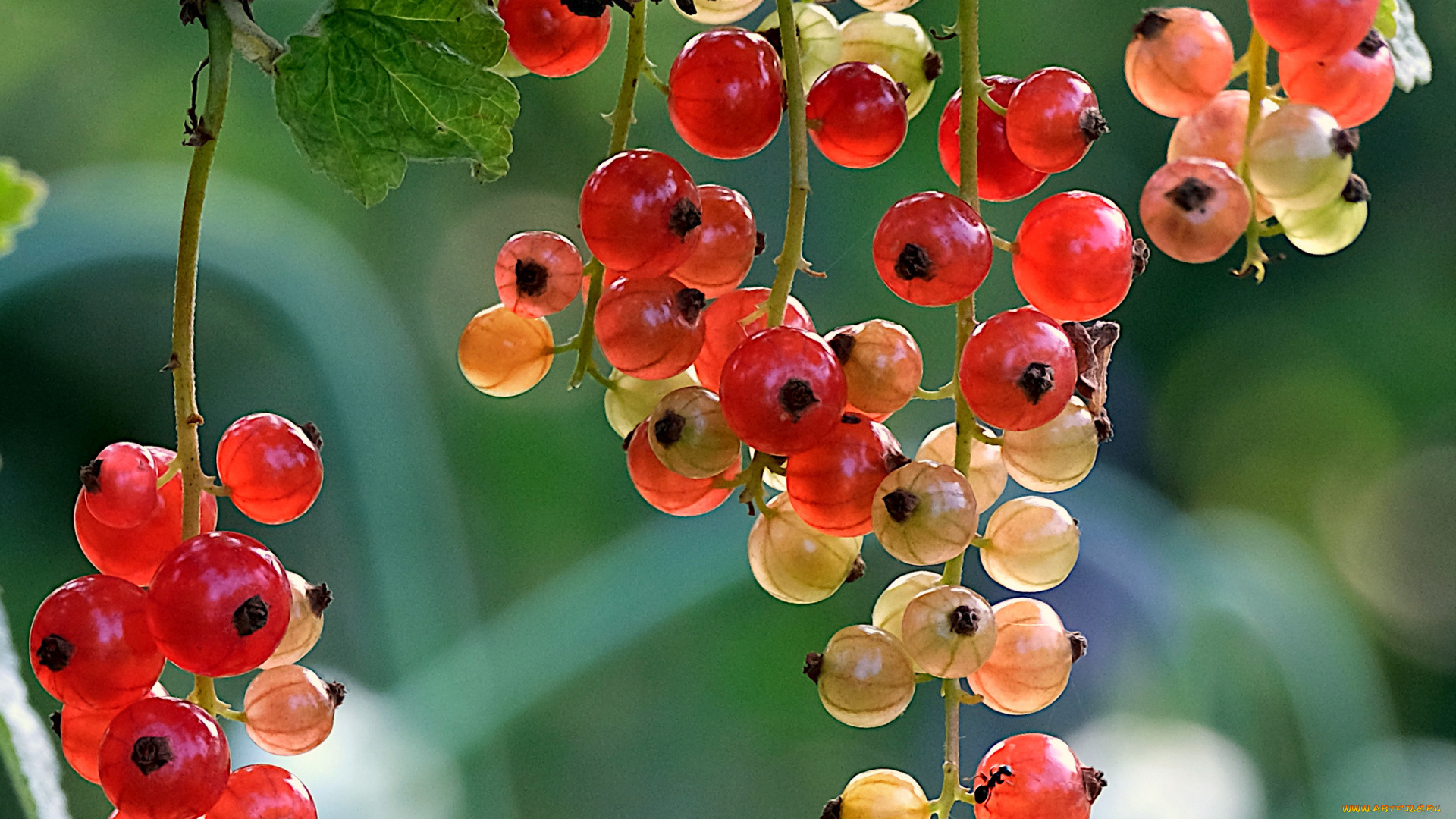 природа, ягоды, смородина, красная, гроздья