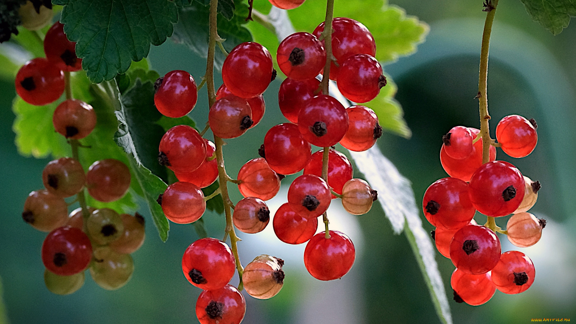 природа, ягоды, смородина, красная, гроздья