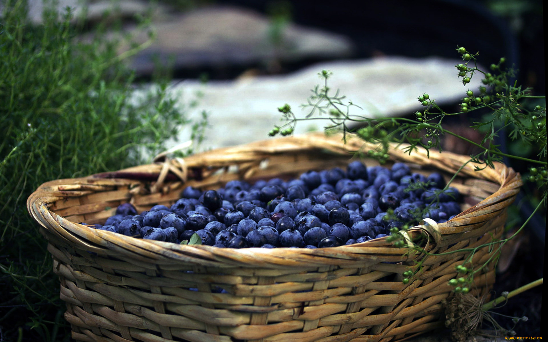 еда, голубика, , черника, корзина, черника, ягоды