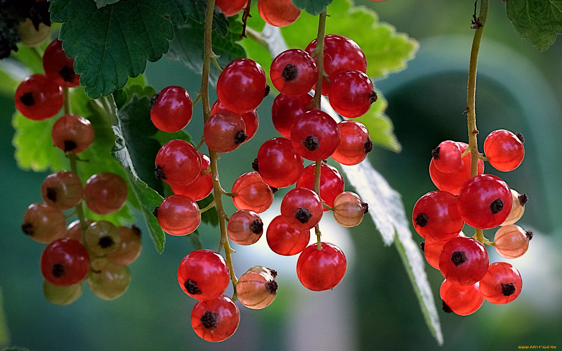 природа, ягоды, смородина, красная, гроздья