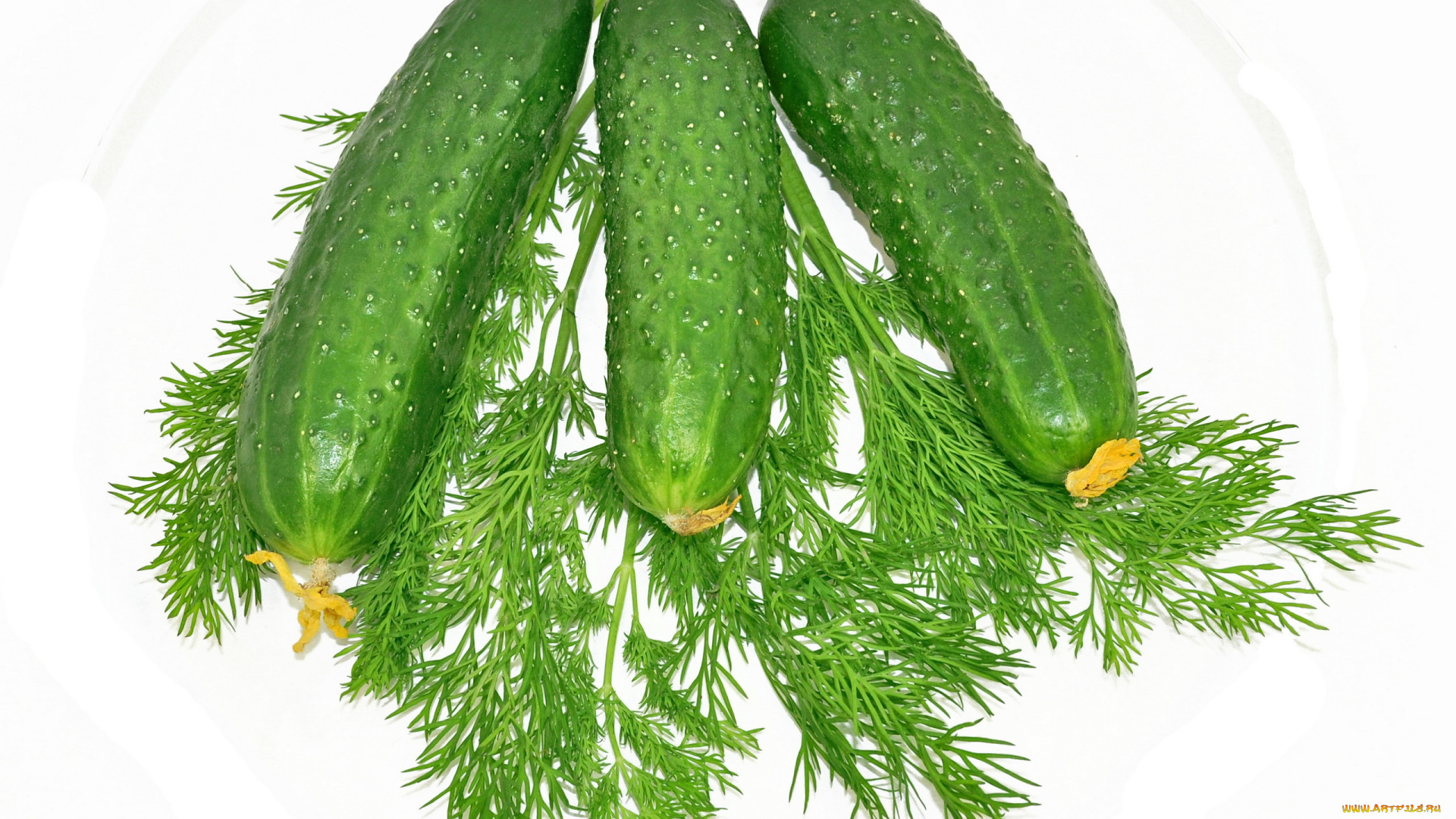 еда, огурцы, свежие, укроп