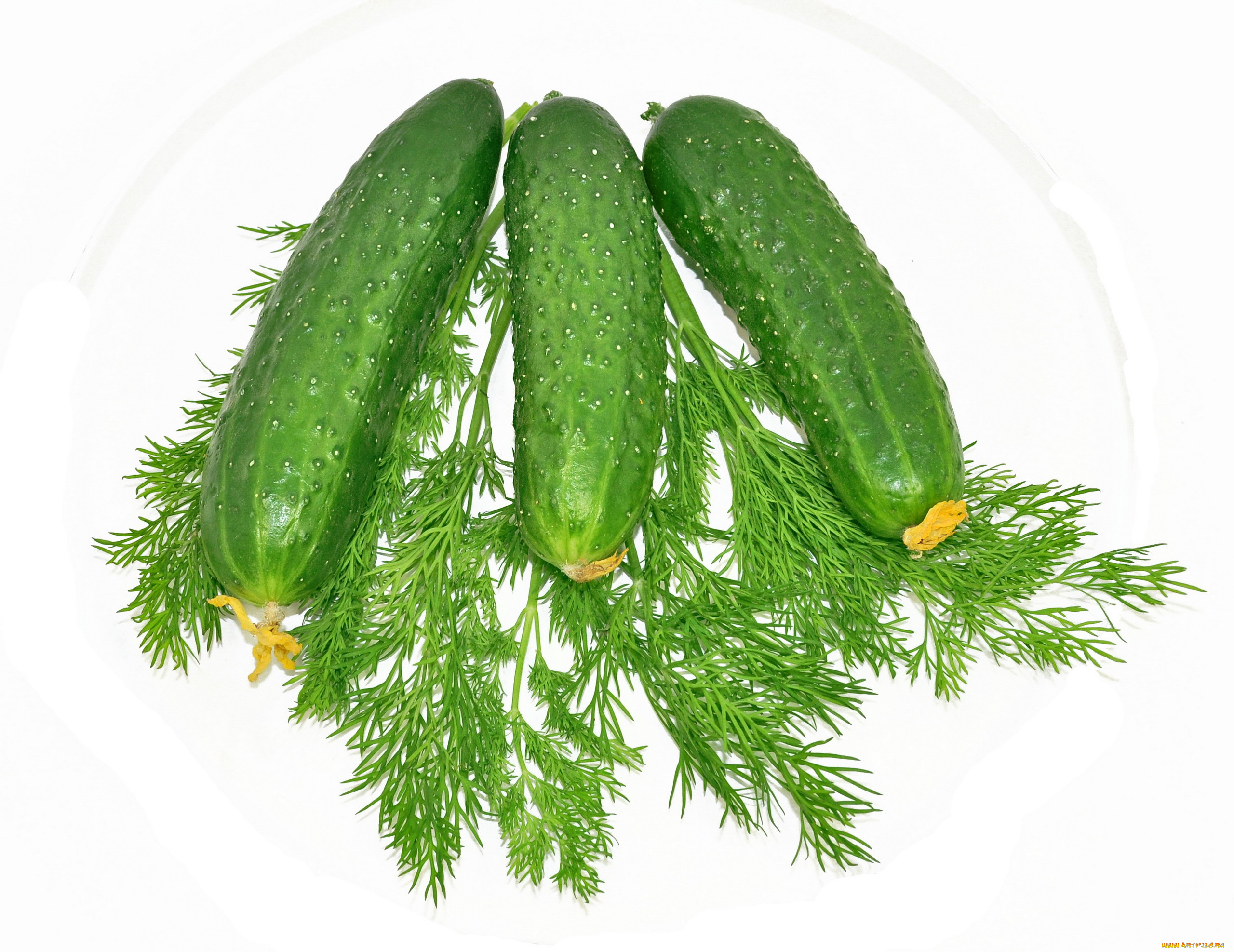 еда, огурцы, свежие, укроп