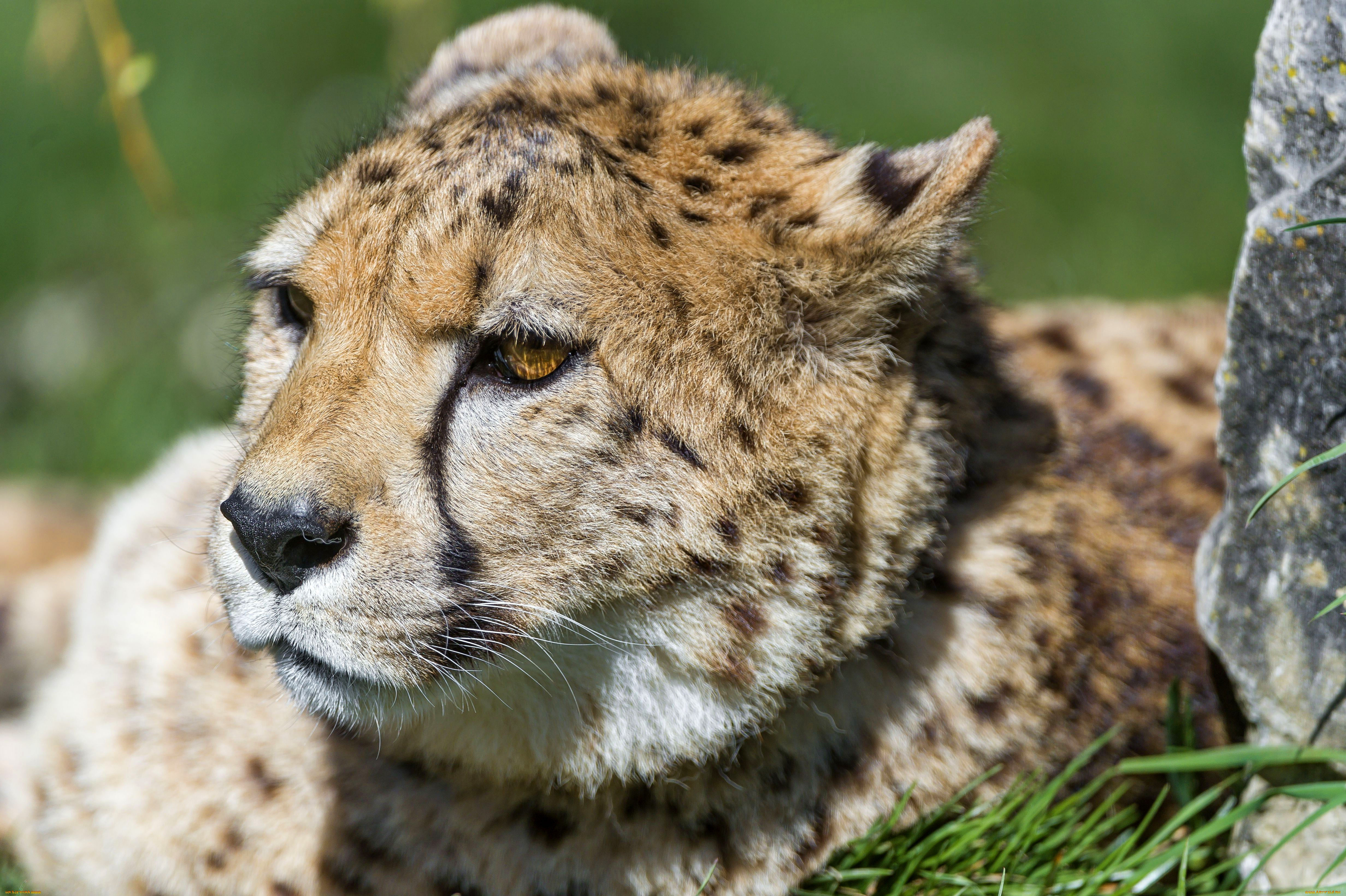 животные, гепарды, гепард, голова