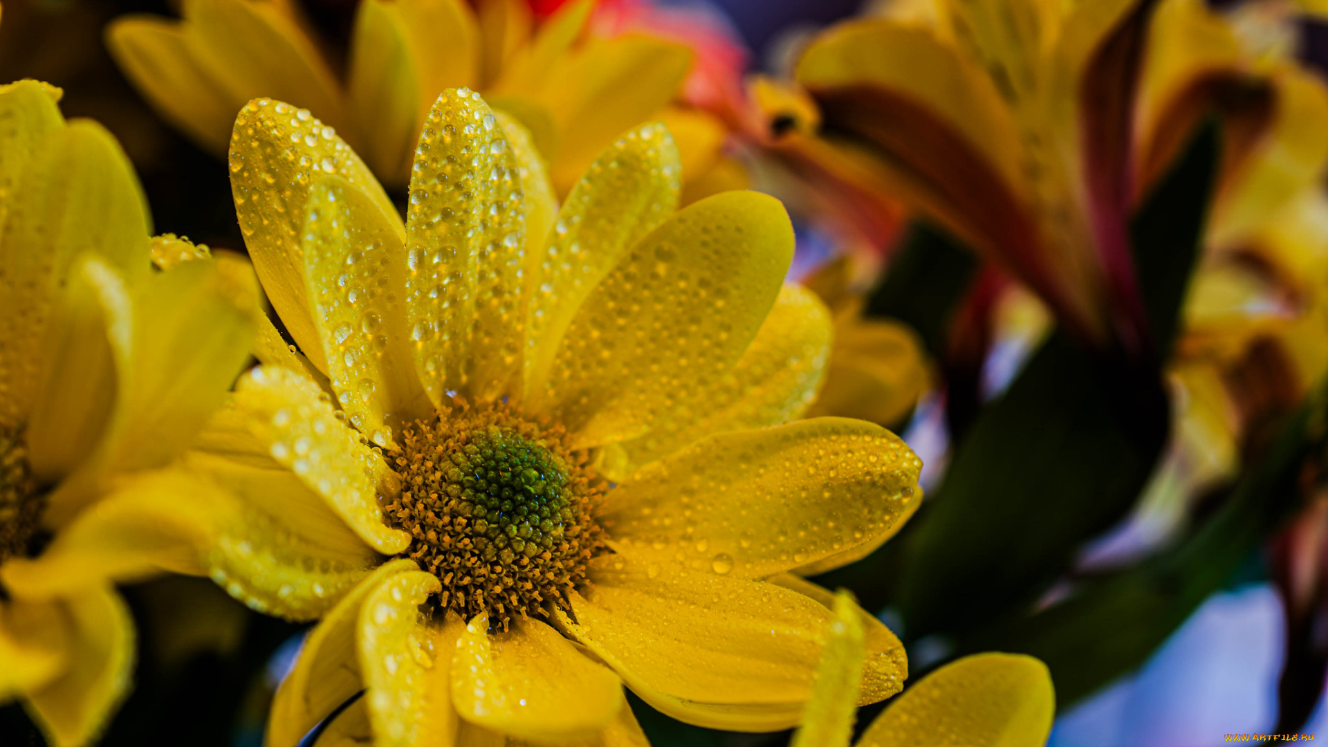 цветы, хризантемы, хризантема, цветок, желтый, макро