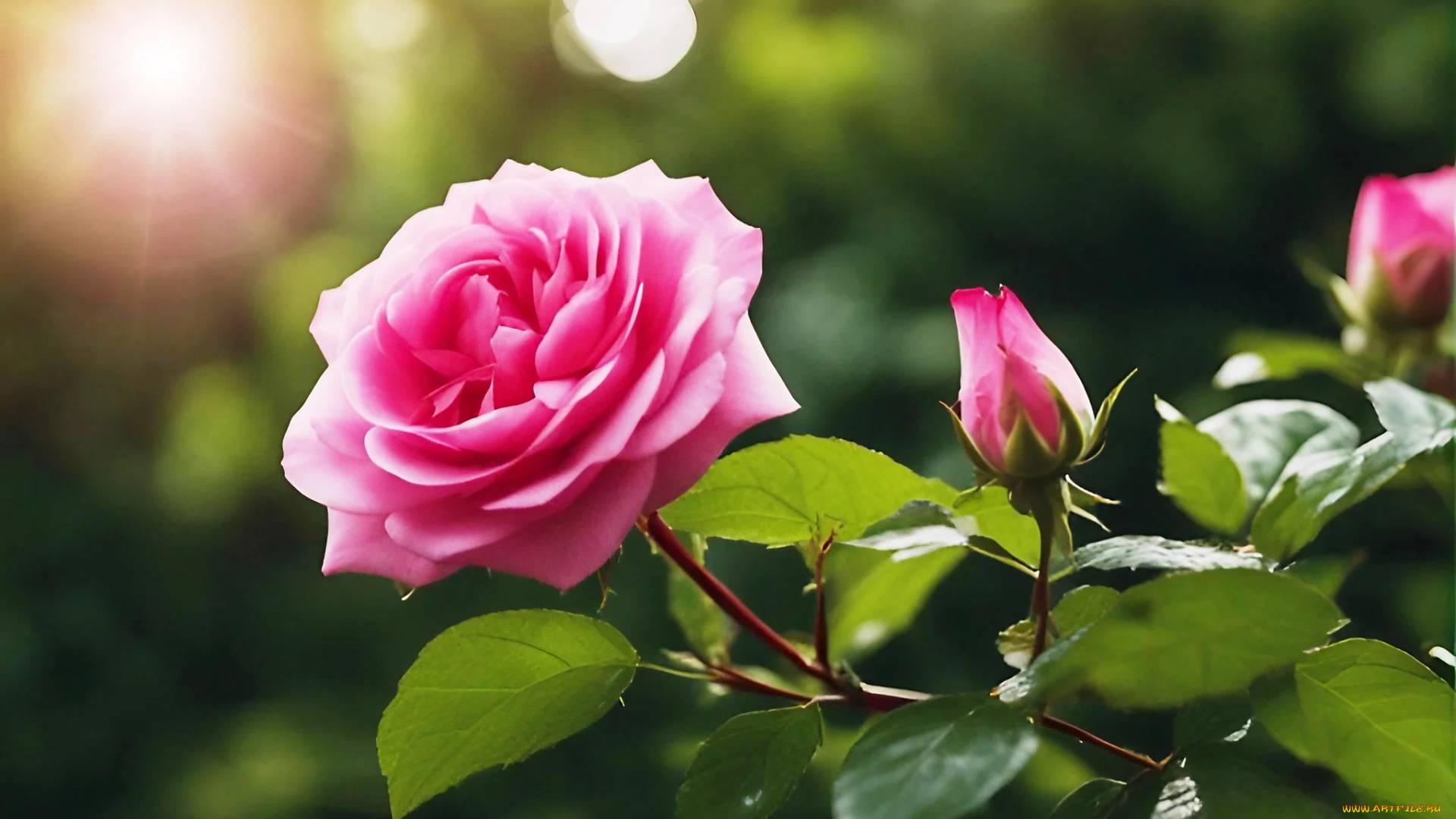 цветы, розы, роза, цветок, бутоны, цветение