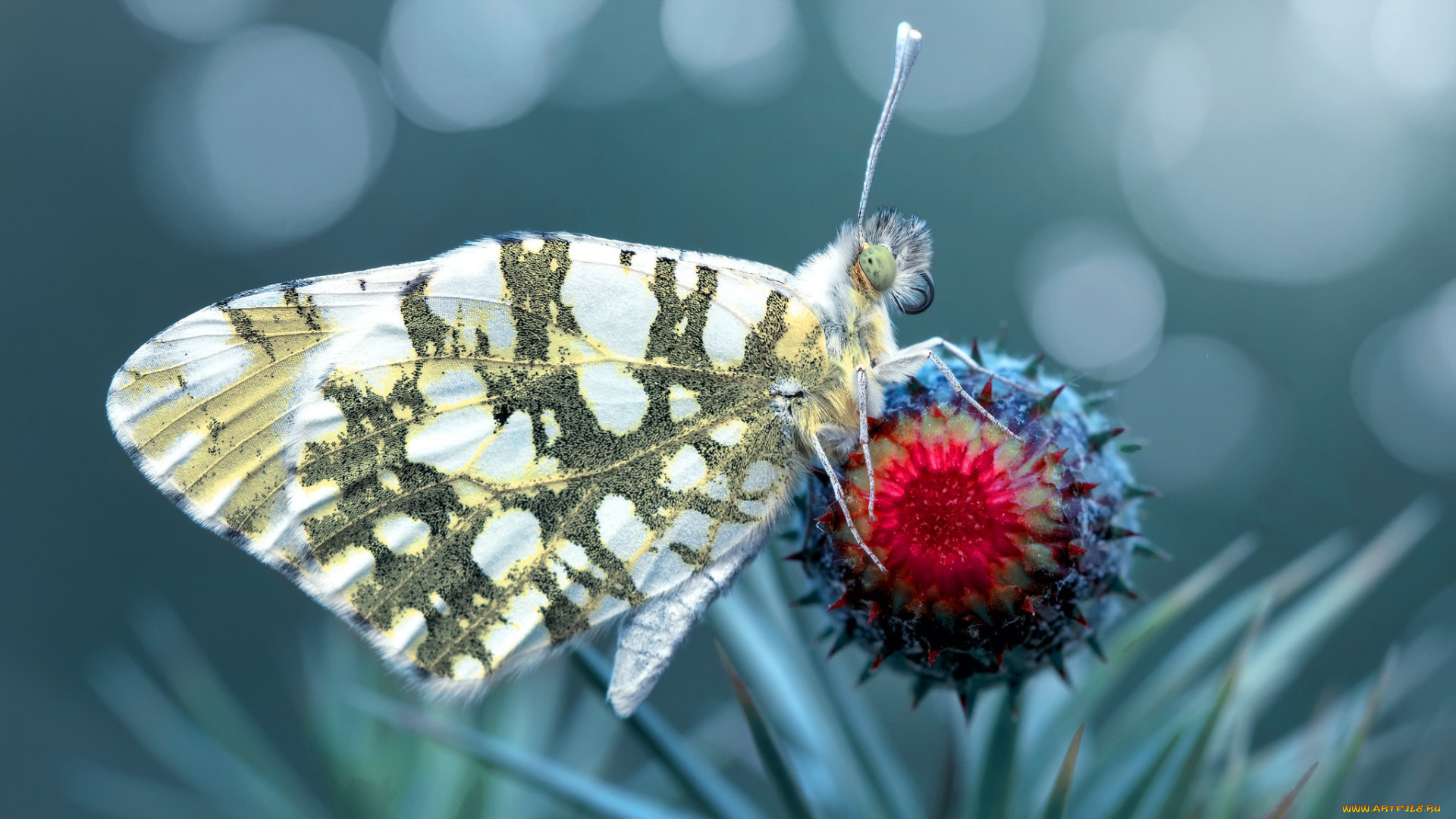 животные, бабочки, , мотыльки, , моли, цветок, макро, бабочка, насекомое