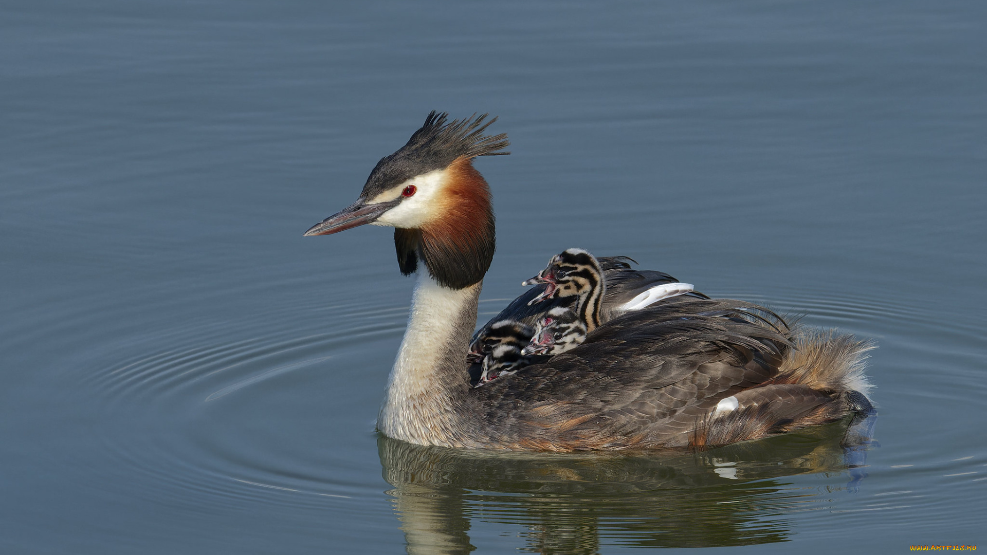 животные, чомги, , поганки, семья