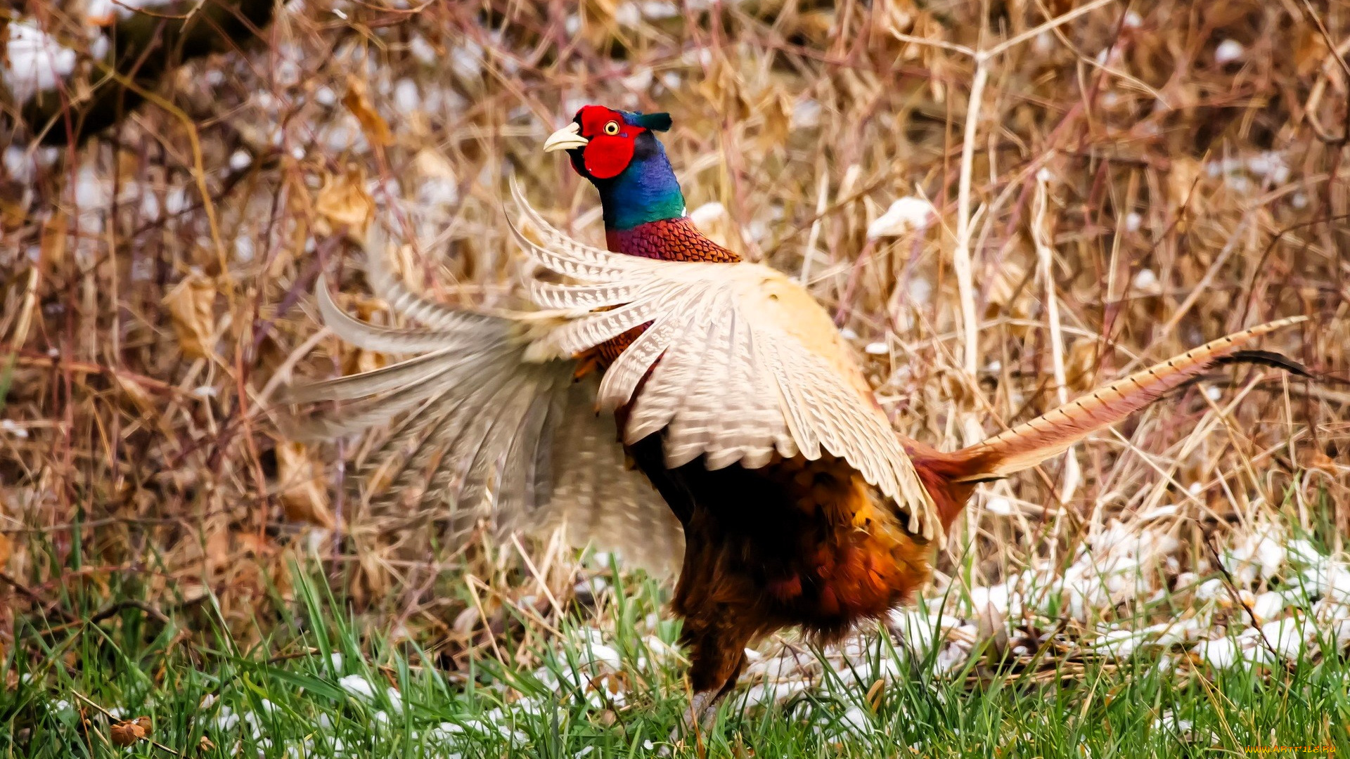 животные, фазаны, фазан, трава, снег, бурелом