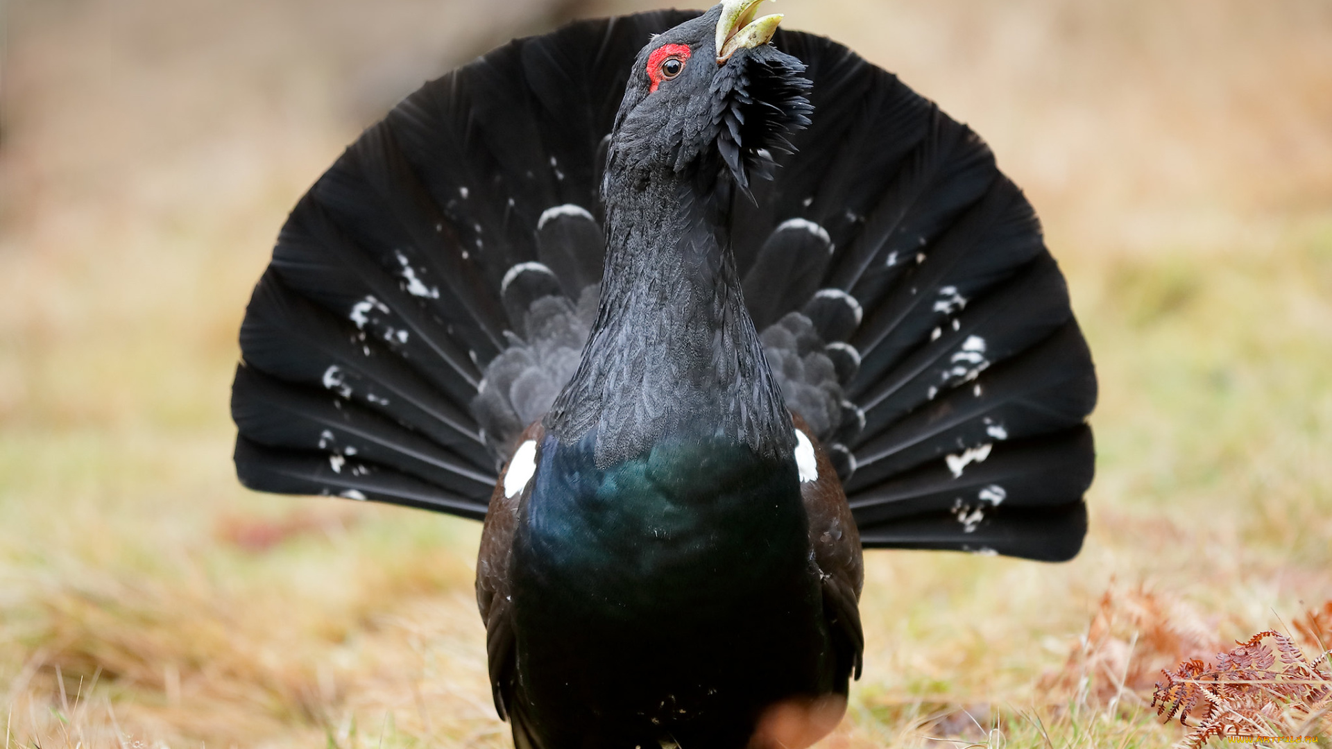 животные, глухари, , тетерева, глухарь