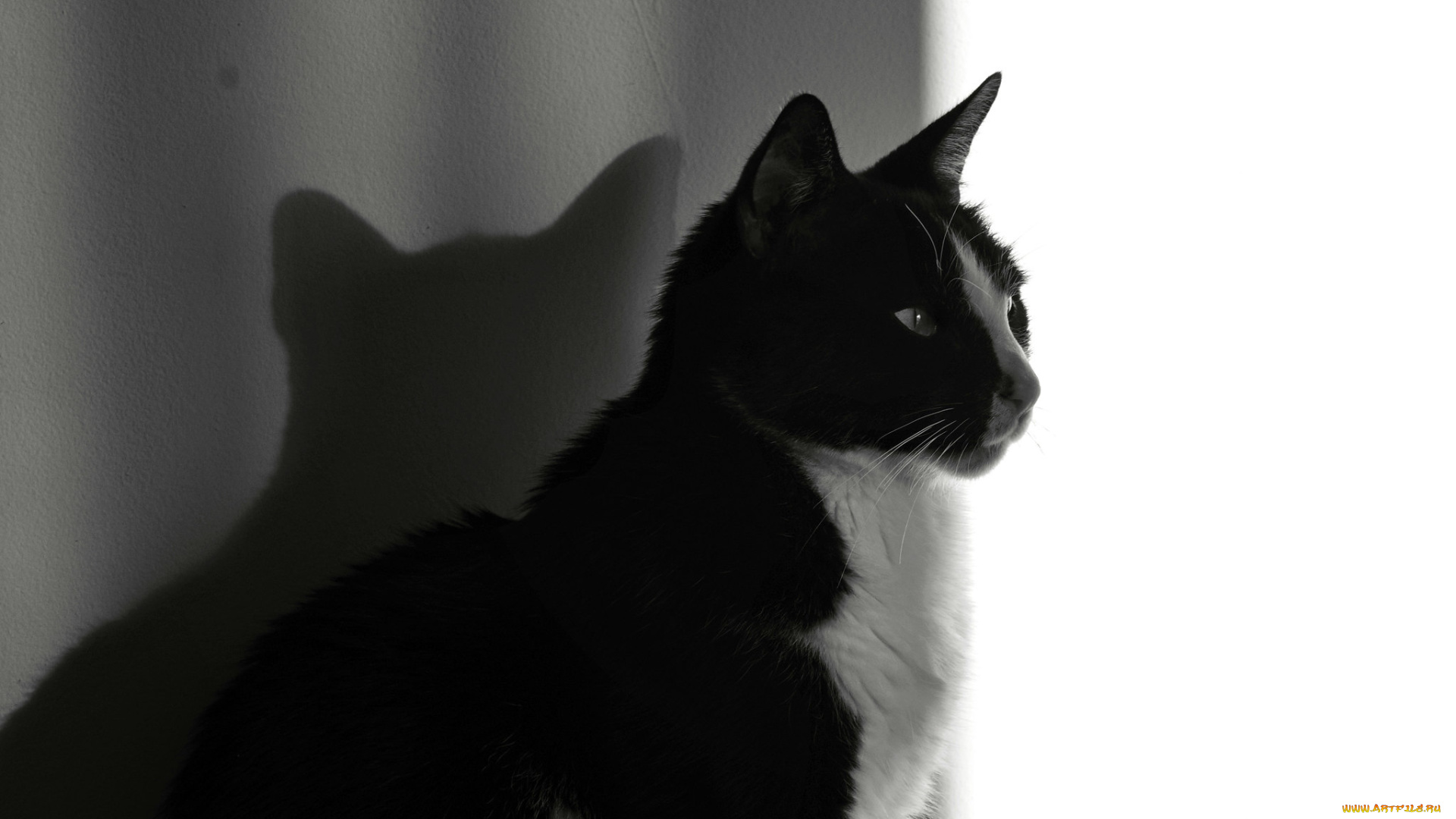 животные, коты, кот, кошка