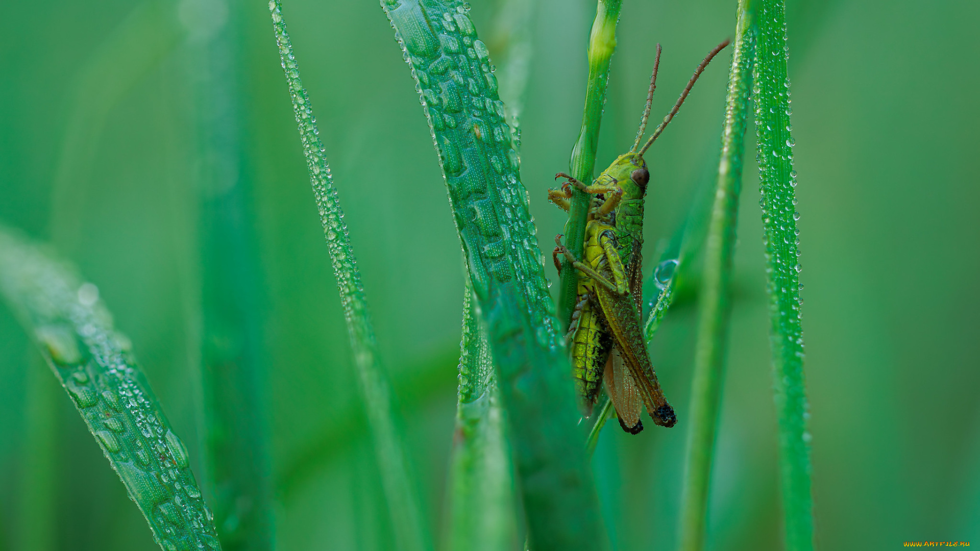 животные, кузнечики, , саранча, кузнечик