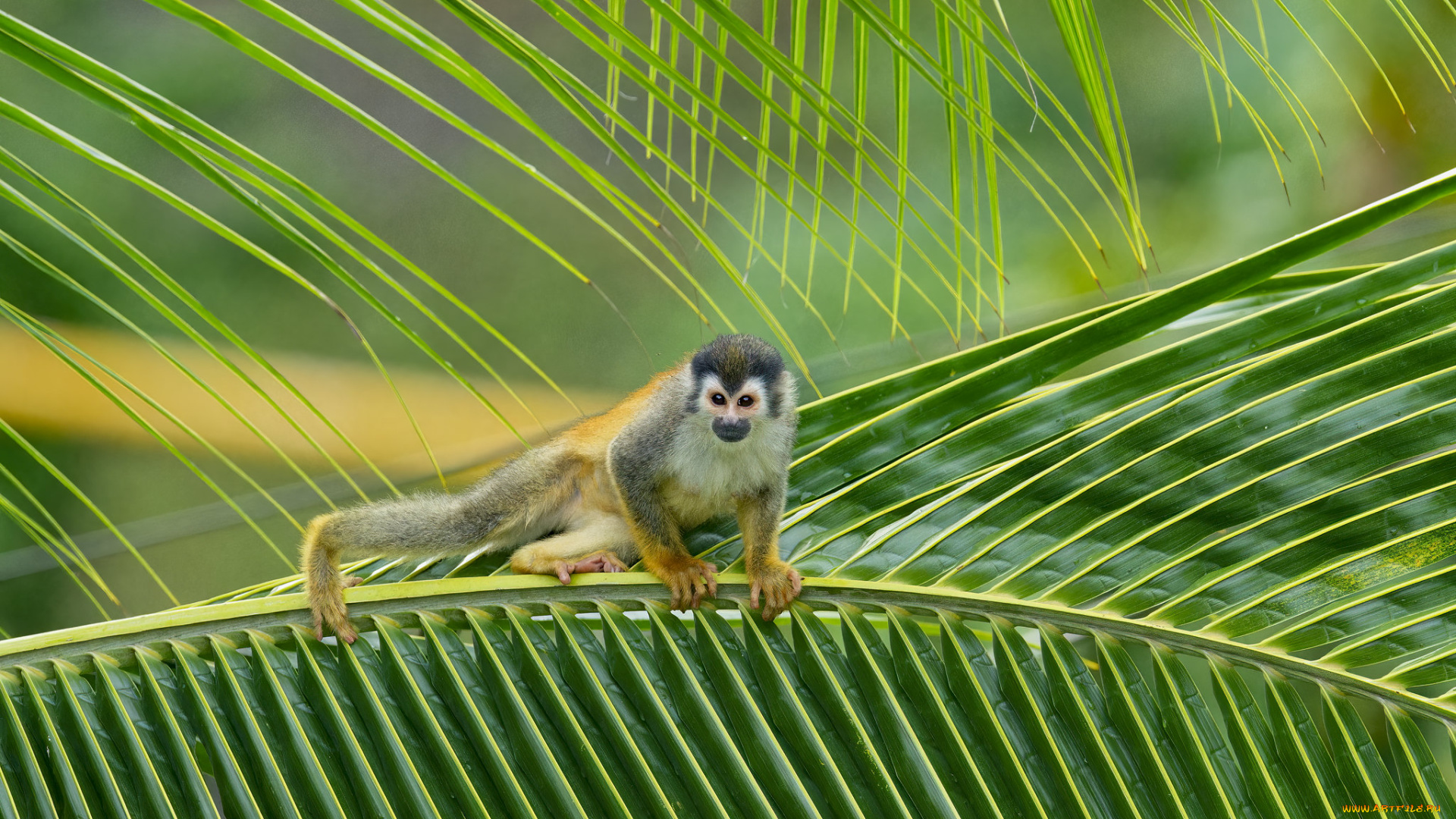 животные, обезьяны, обезьяна