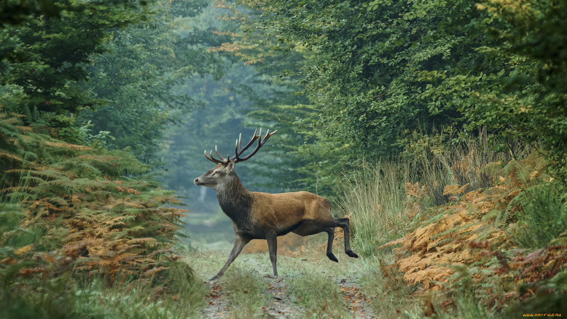 животные, олени, олень