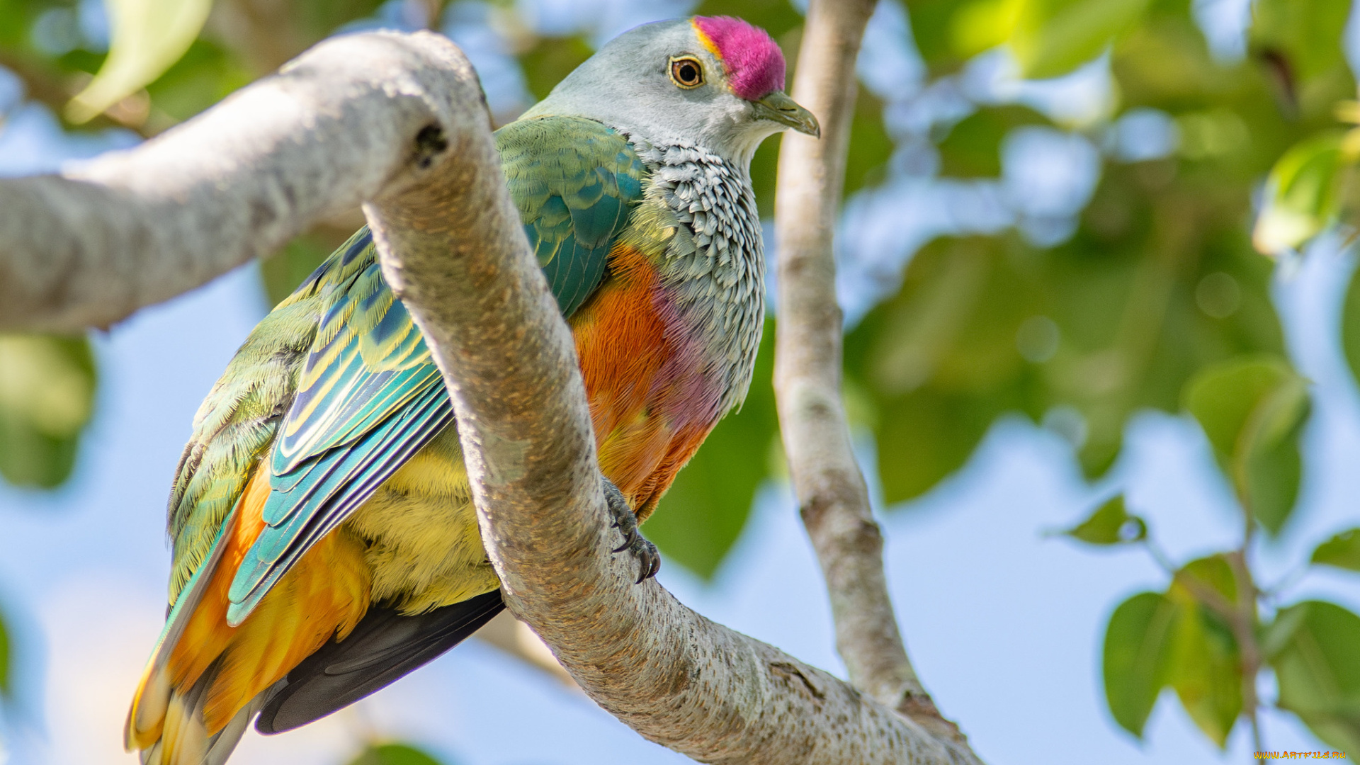 животные, птицы, птица