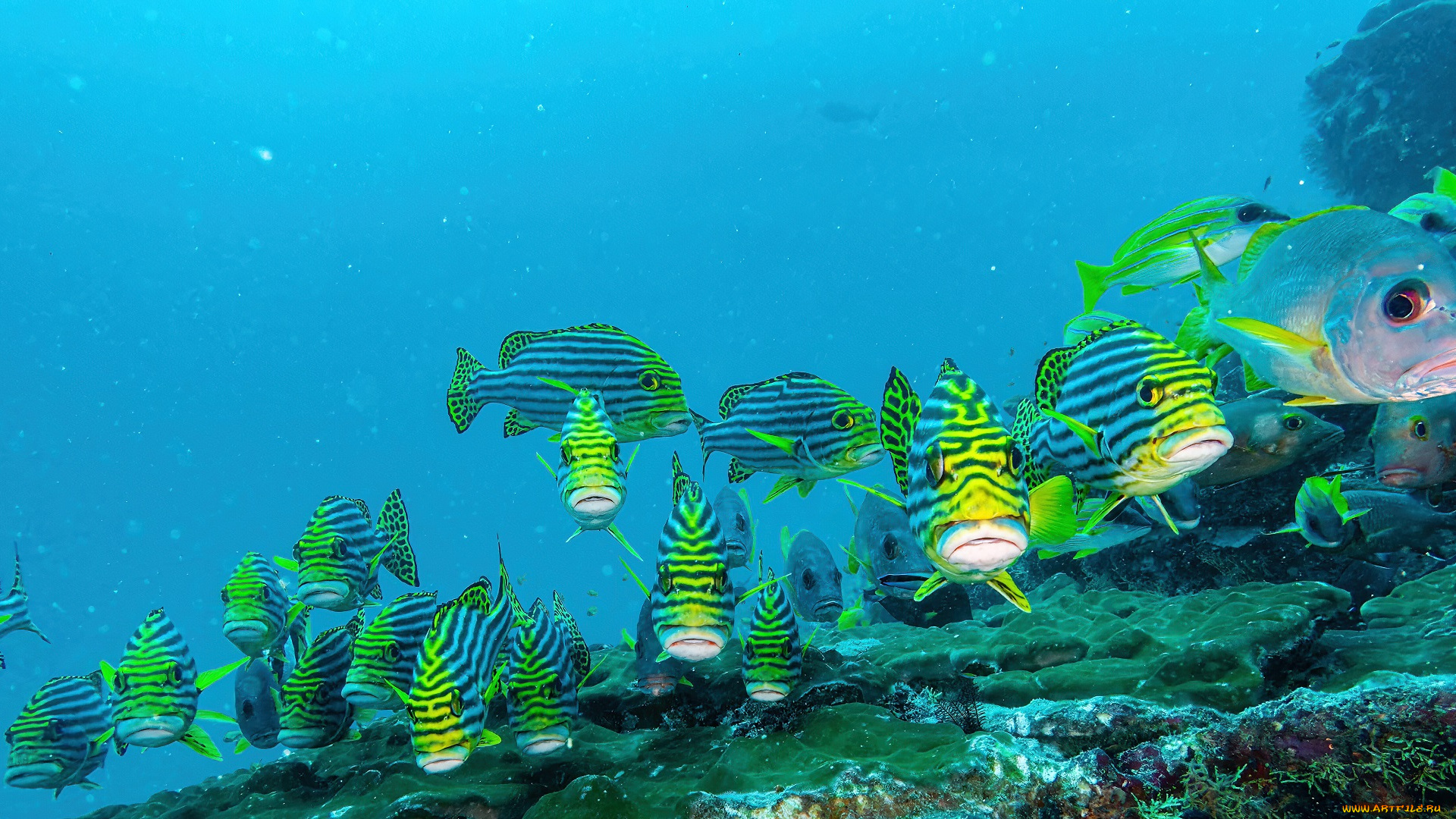 животные, рыбы