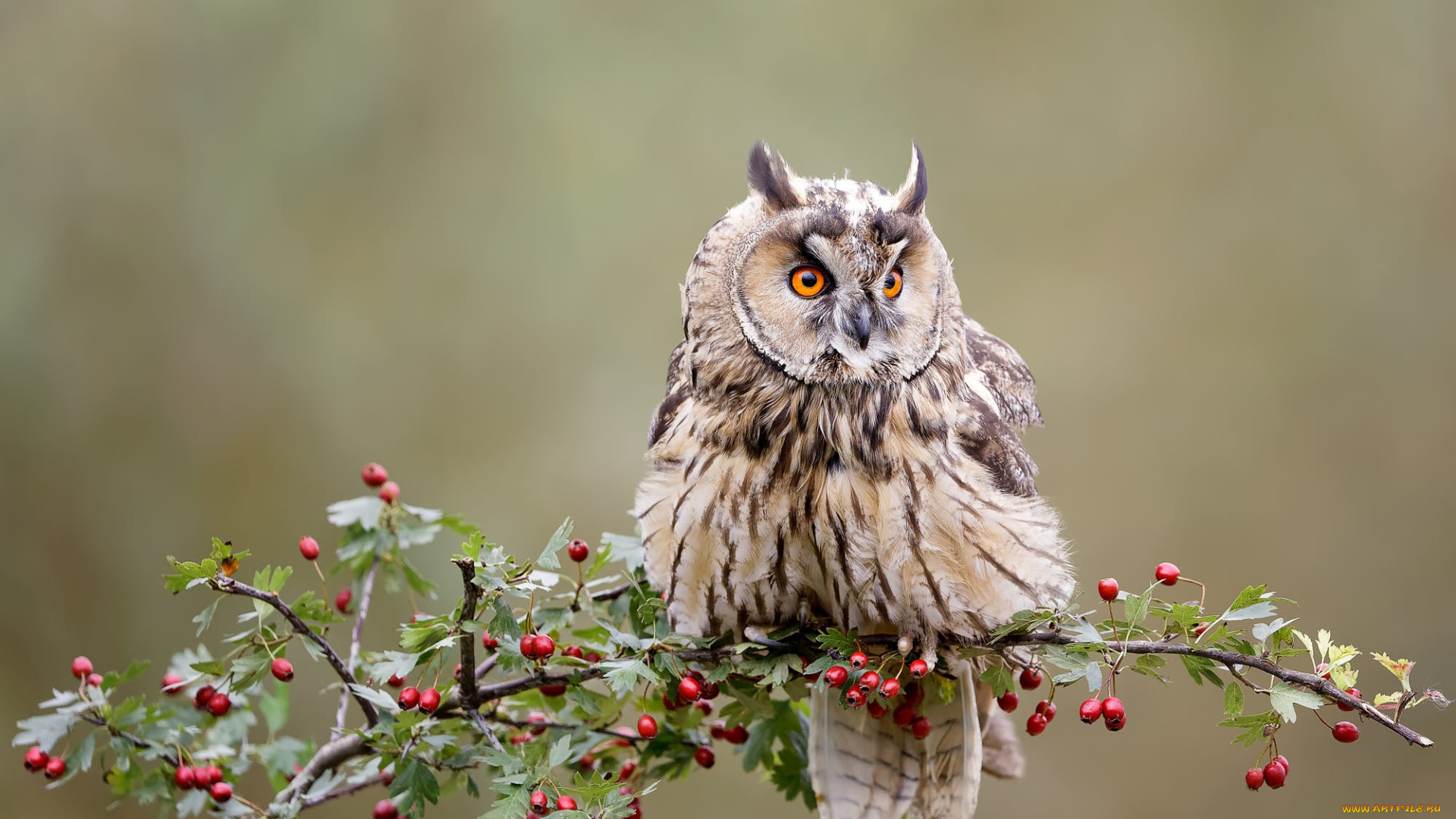 животные, совы, взгляд, ягоды, фон, сова, птица, ветка, плоды, филин