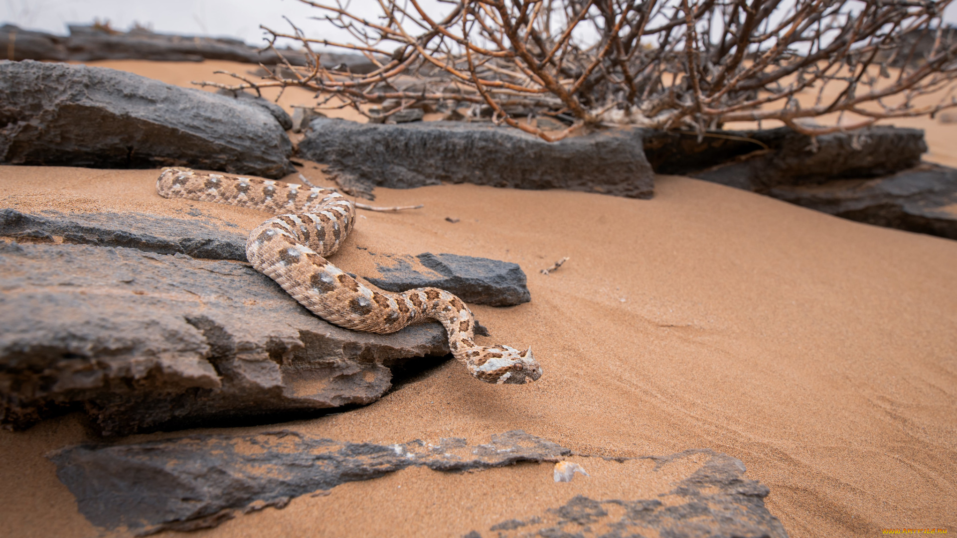 животные, змеи, , питоны, , кобры, змея