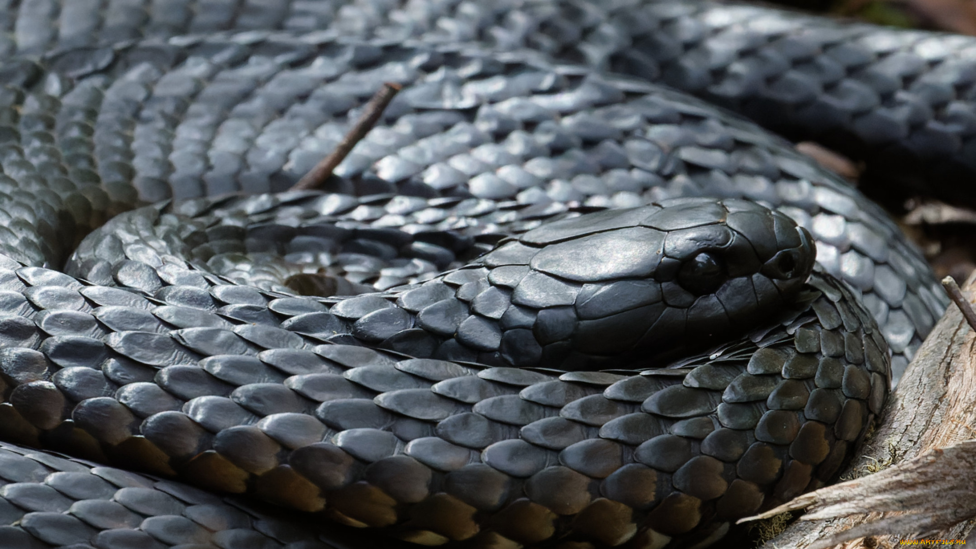 животные, змеи, , питоны, , кобры, змея