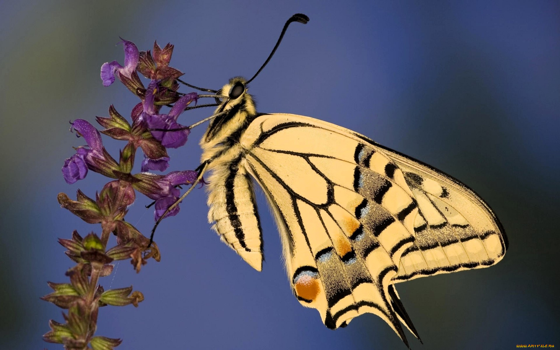 животные, бабочки, , мотыльки, , моли, бабочка, махаон, цветок