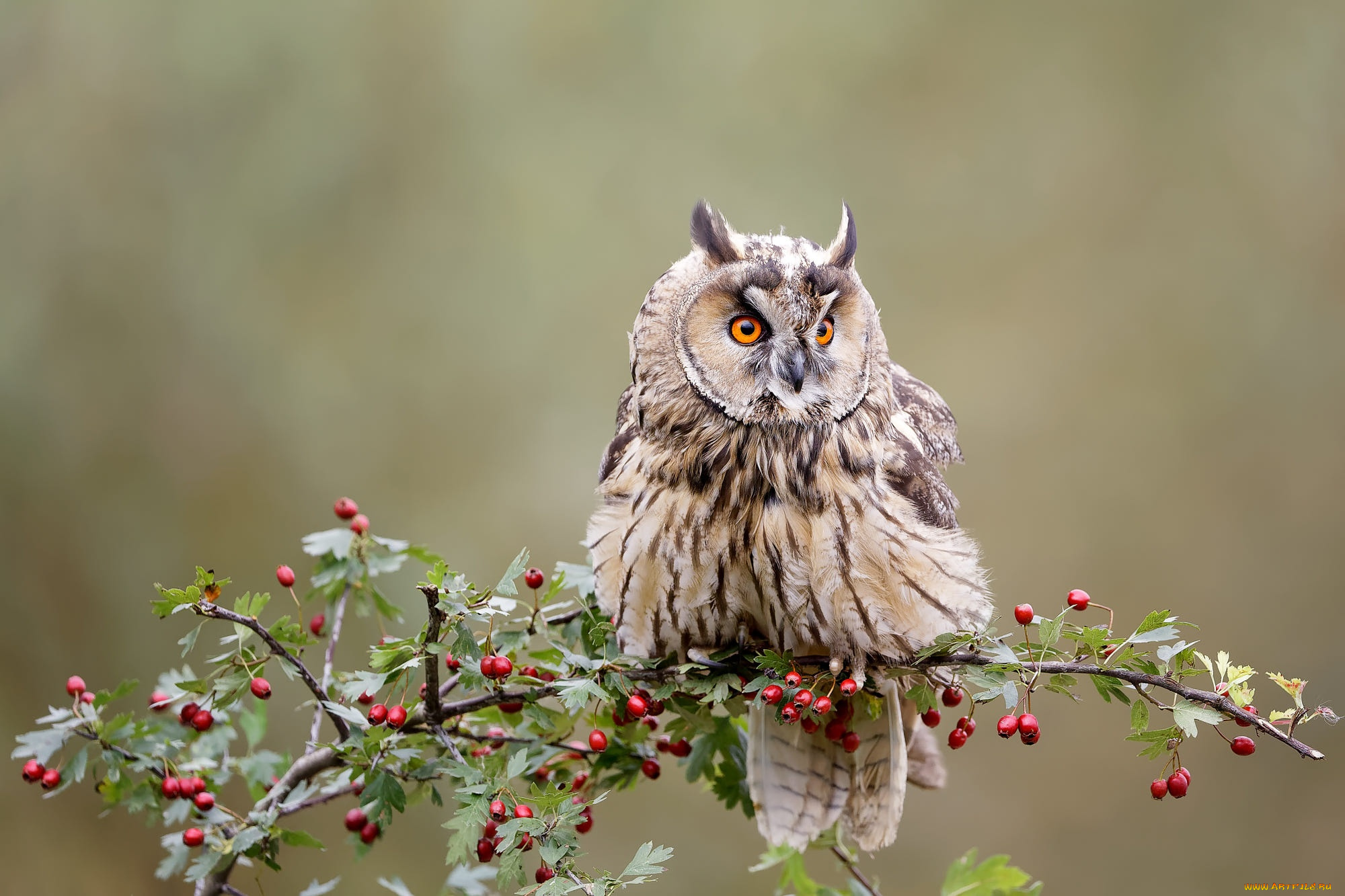 животные, совы, взгляд, ягоды, фон, сова, птица, ветка, плоды, филин