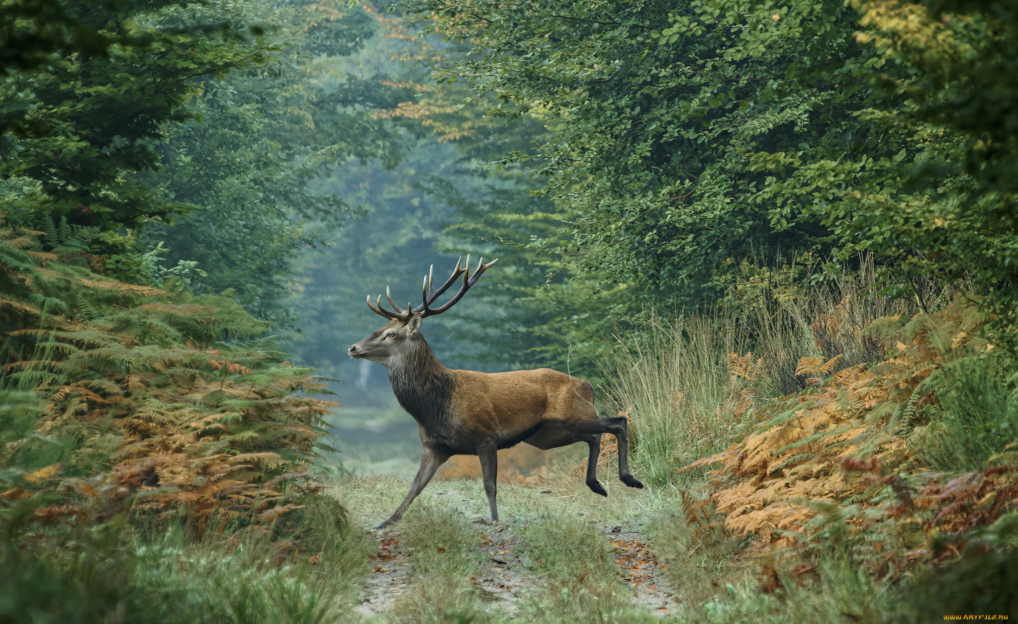 животные, олени, олень