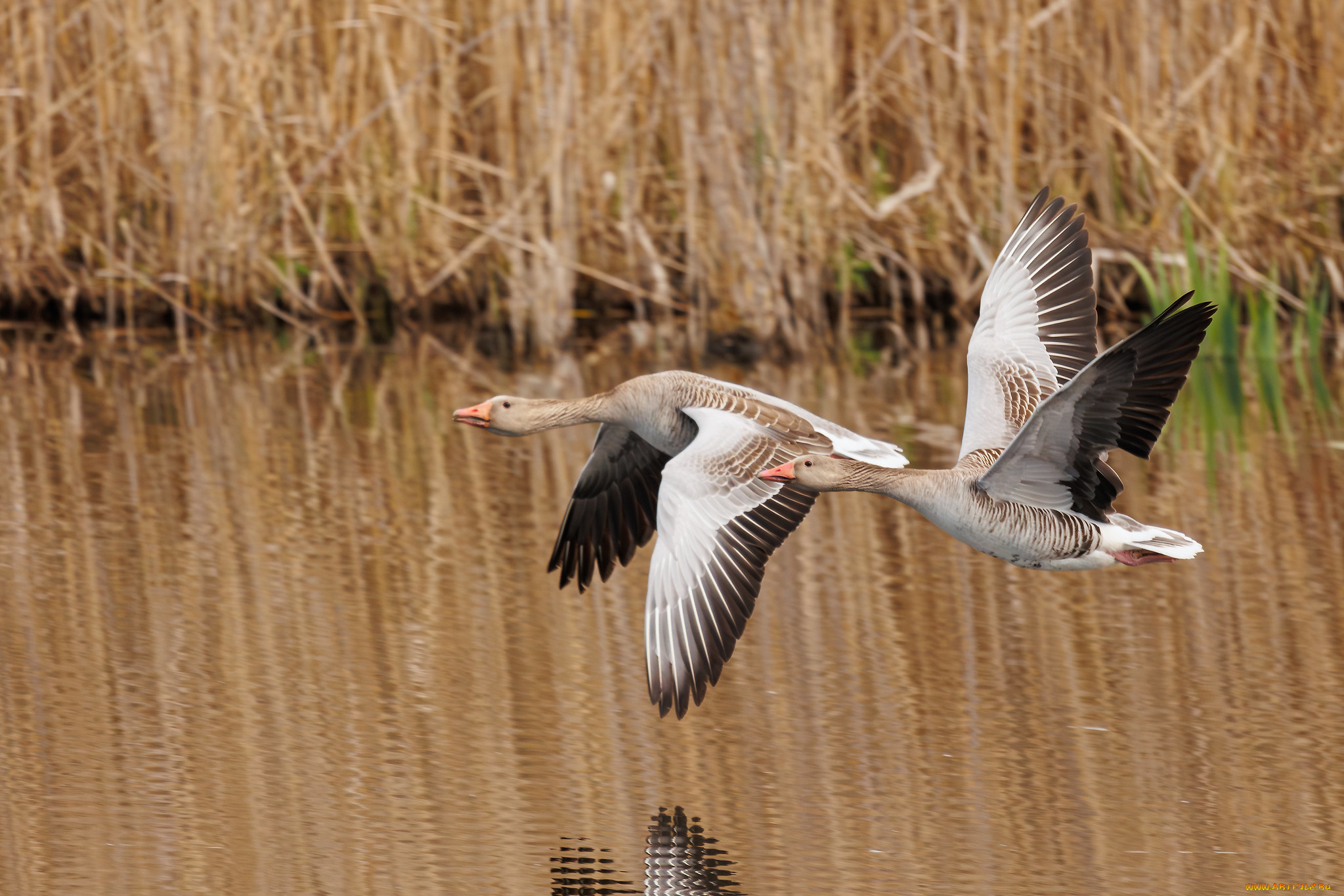 животные, гуси