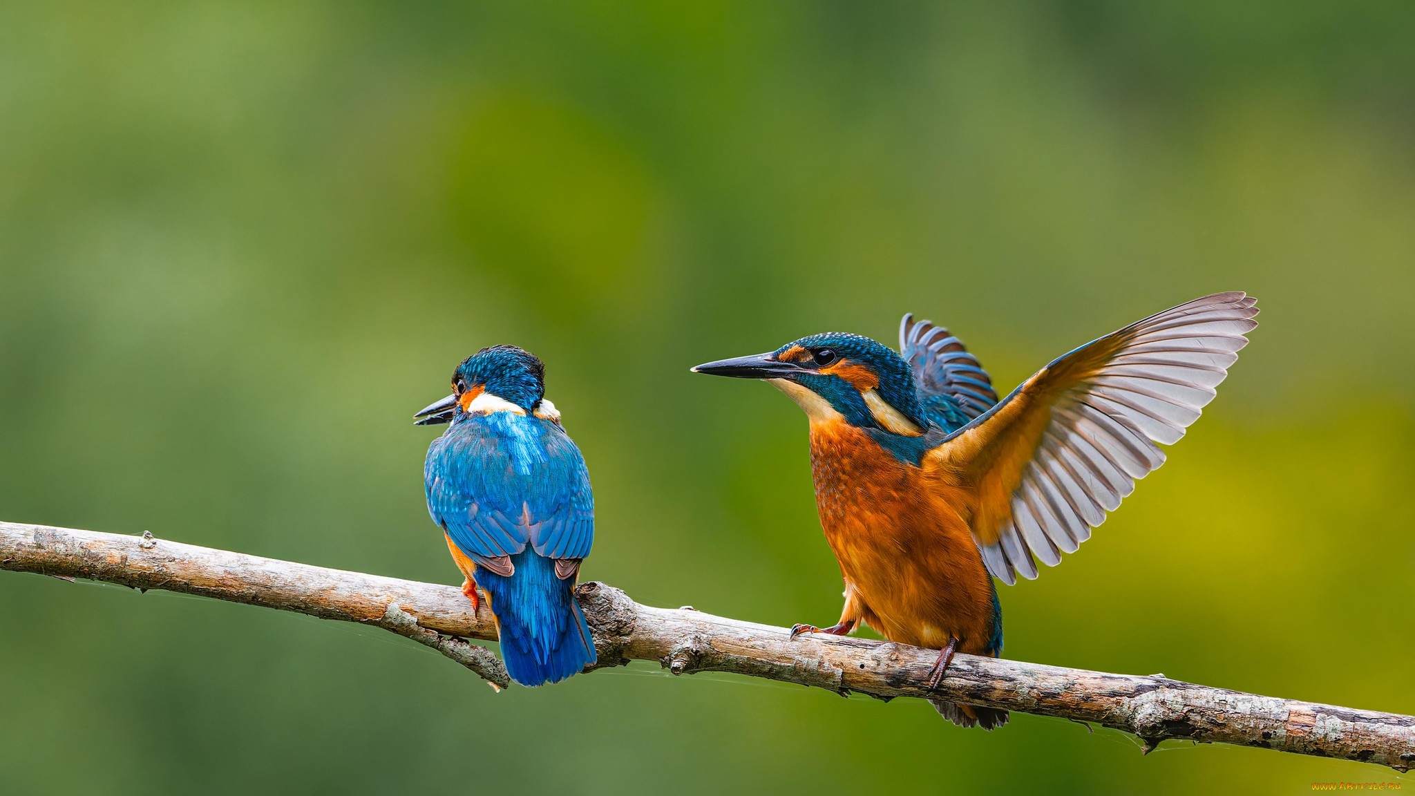 животные, зимородки