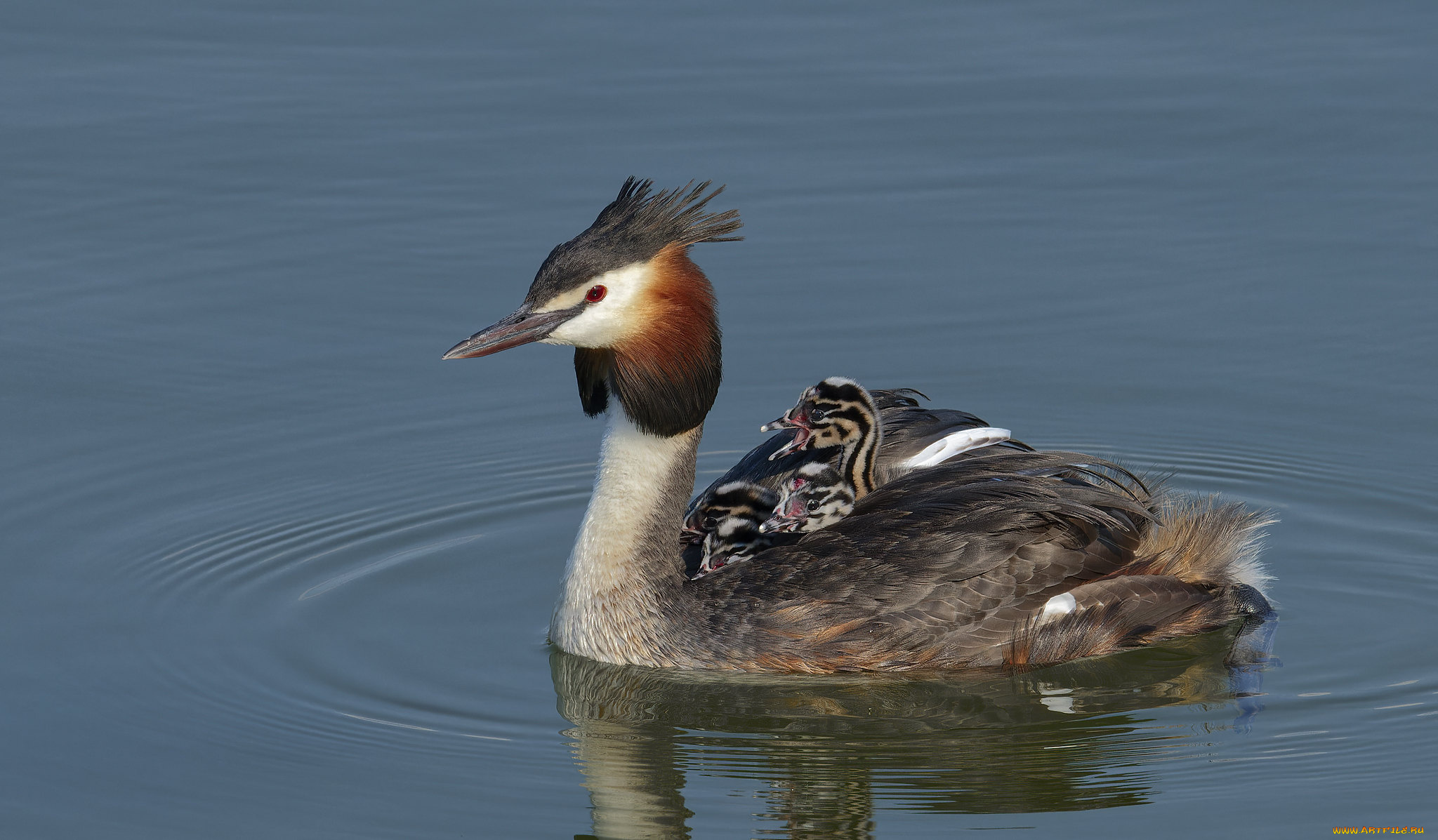 животные, чомги, , поганки, семья