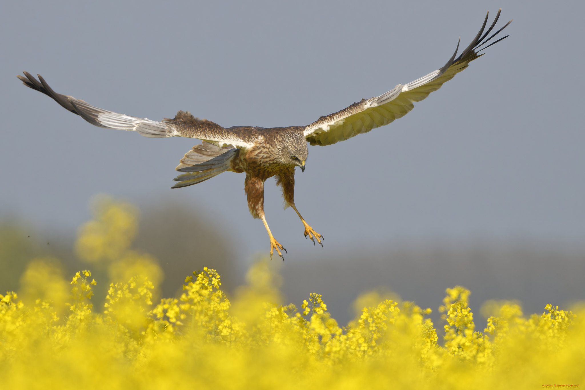 животные, птицы, -, хищники, парит