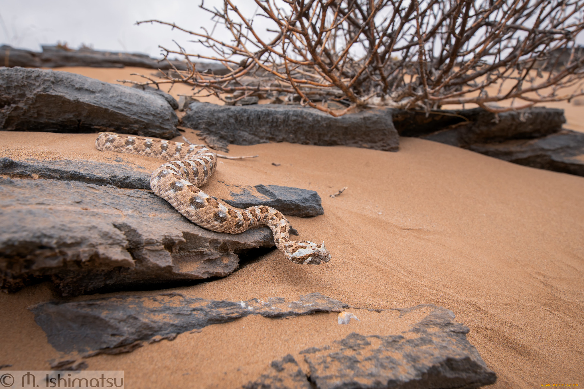 животные, змеи, , питоны, , кобры, змея