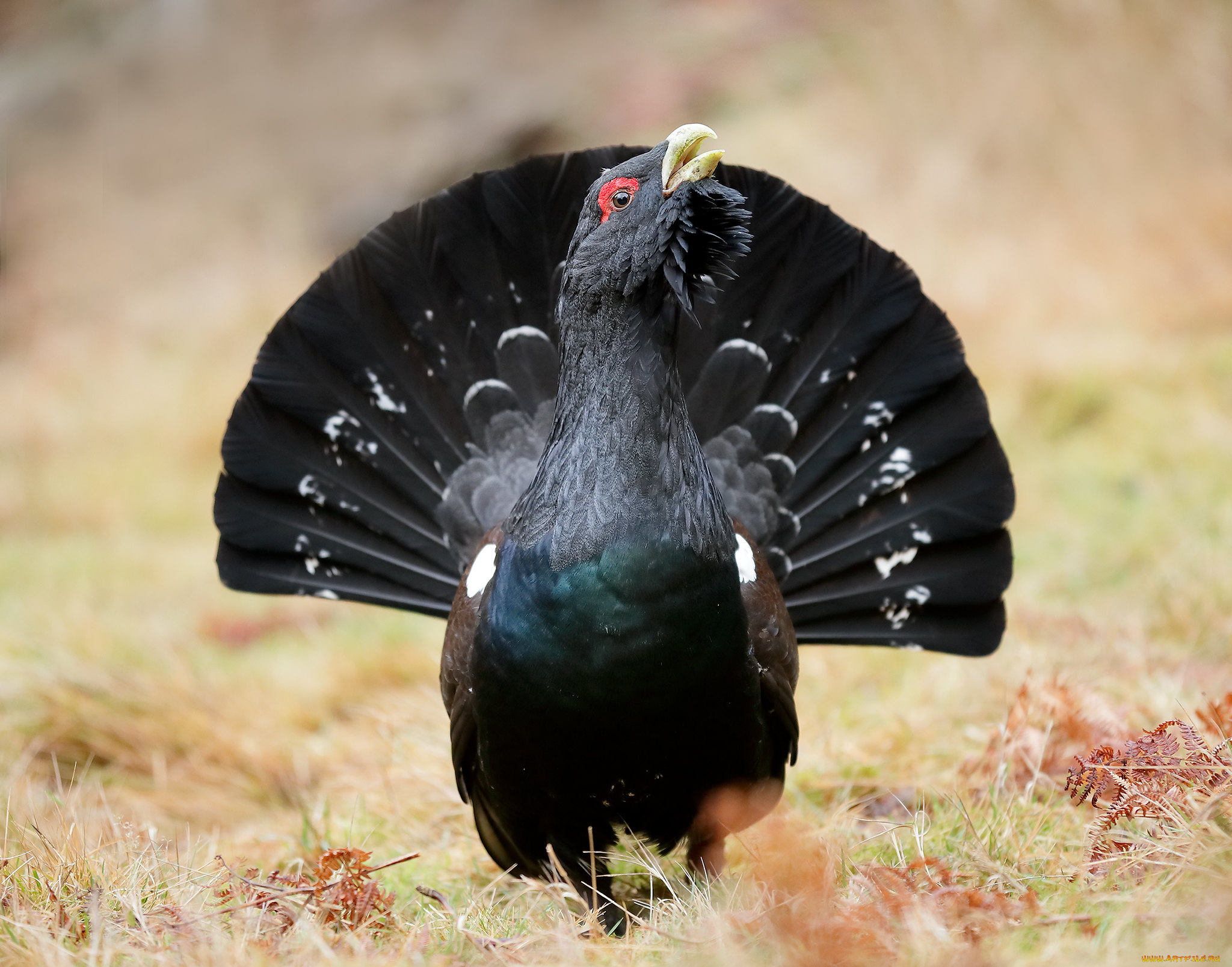 животные, глухари, , тетерева, глухарь