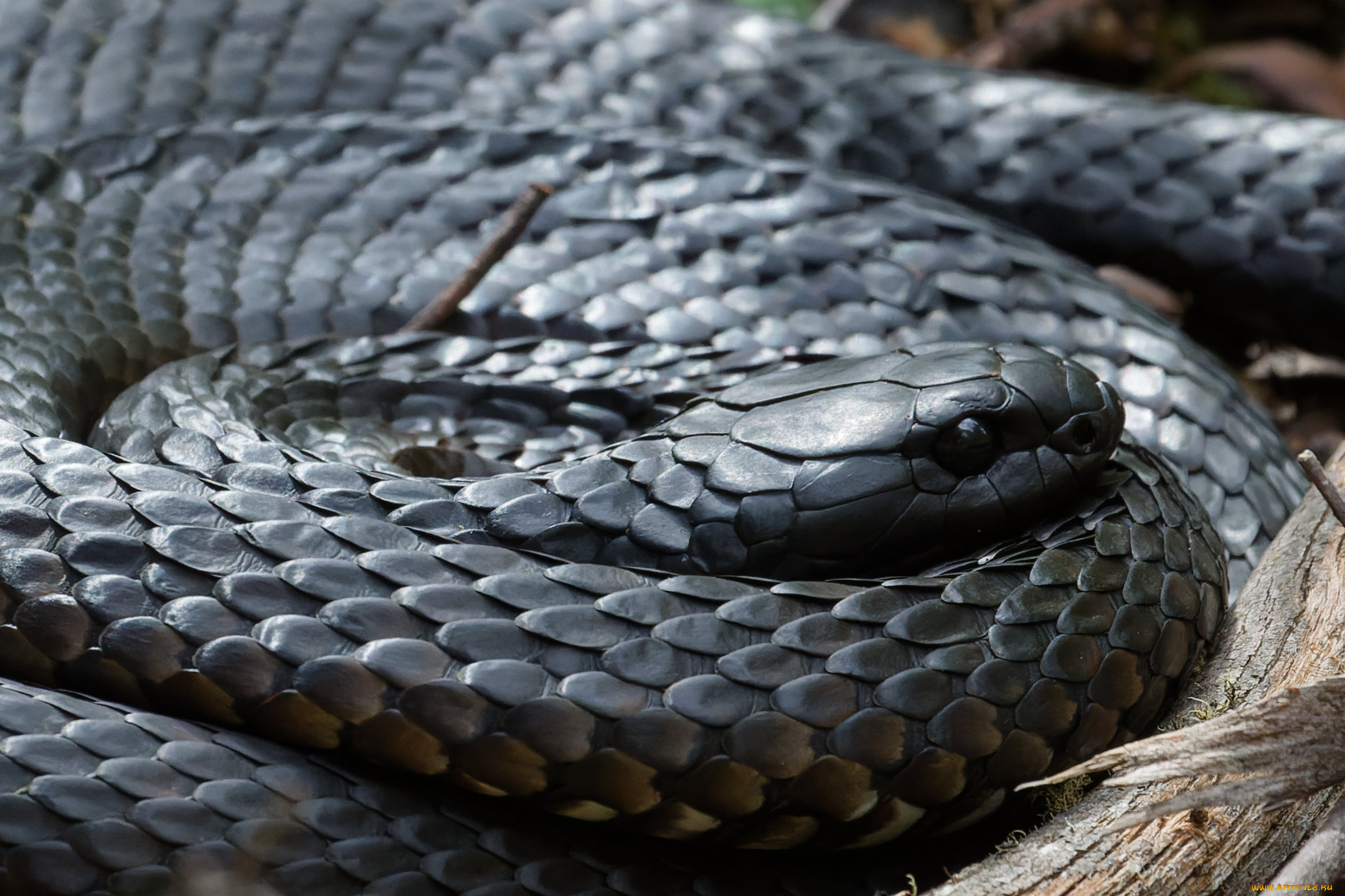 животные, змеи, , питоны, , кобры, змея