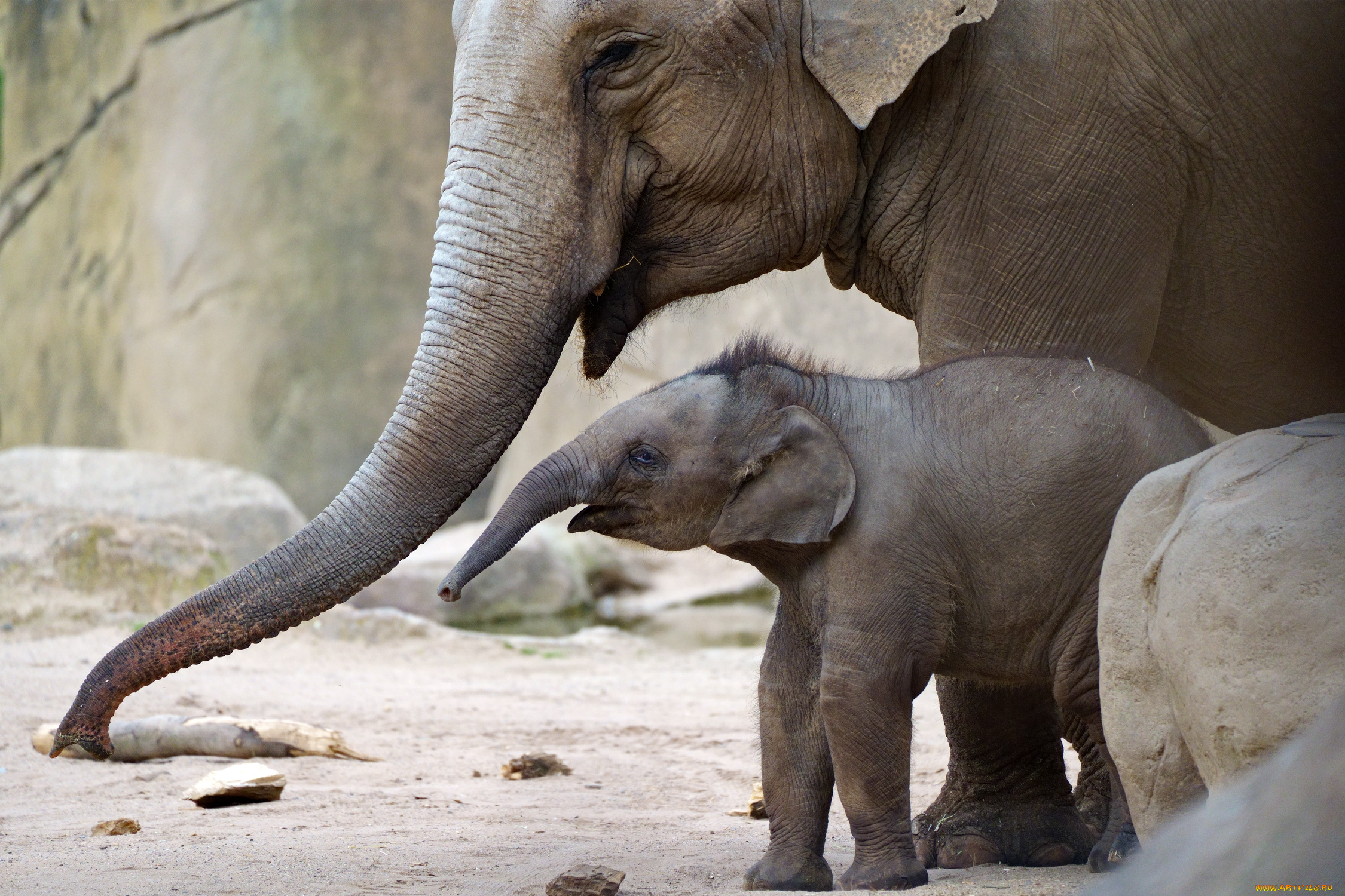 животные, слоны