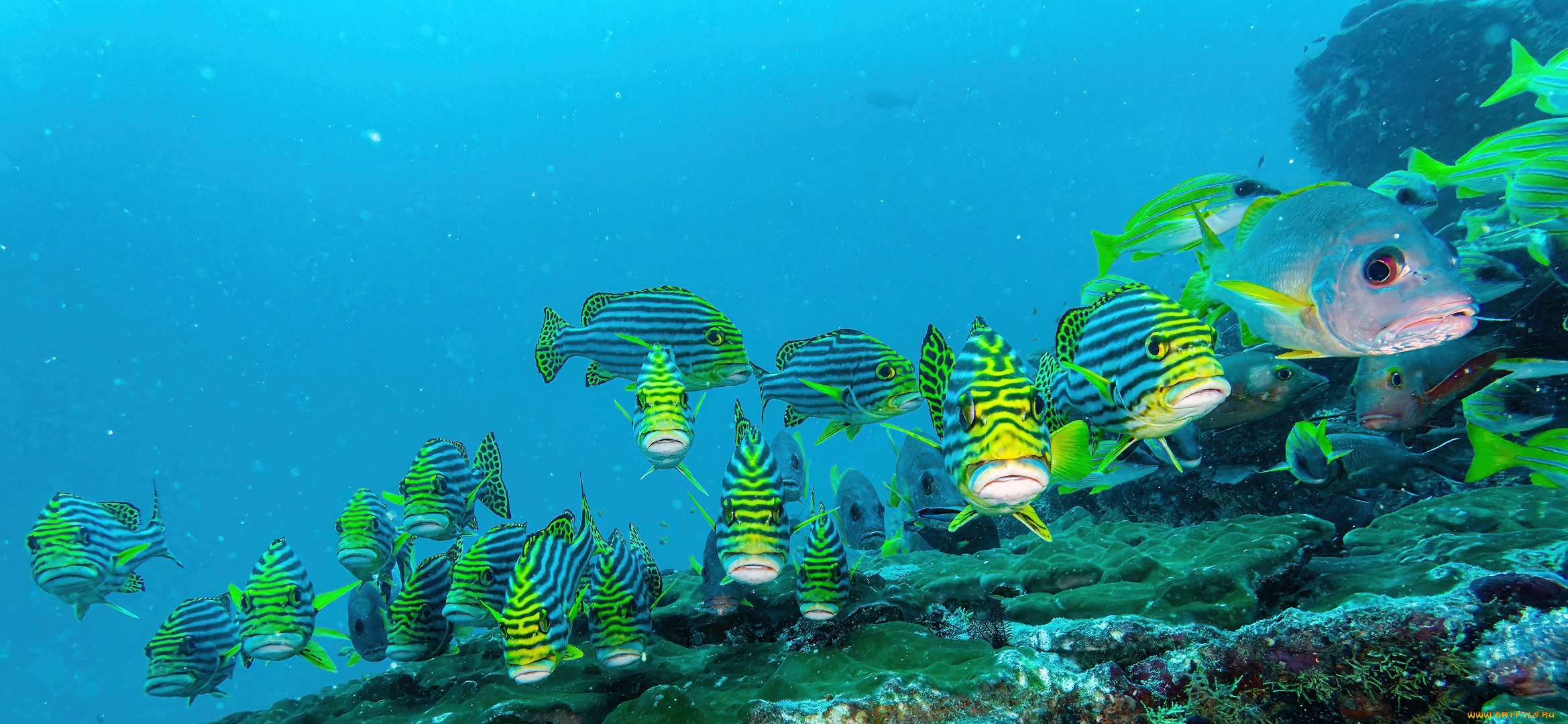 животные, рыбы