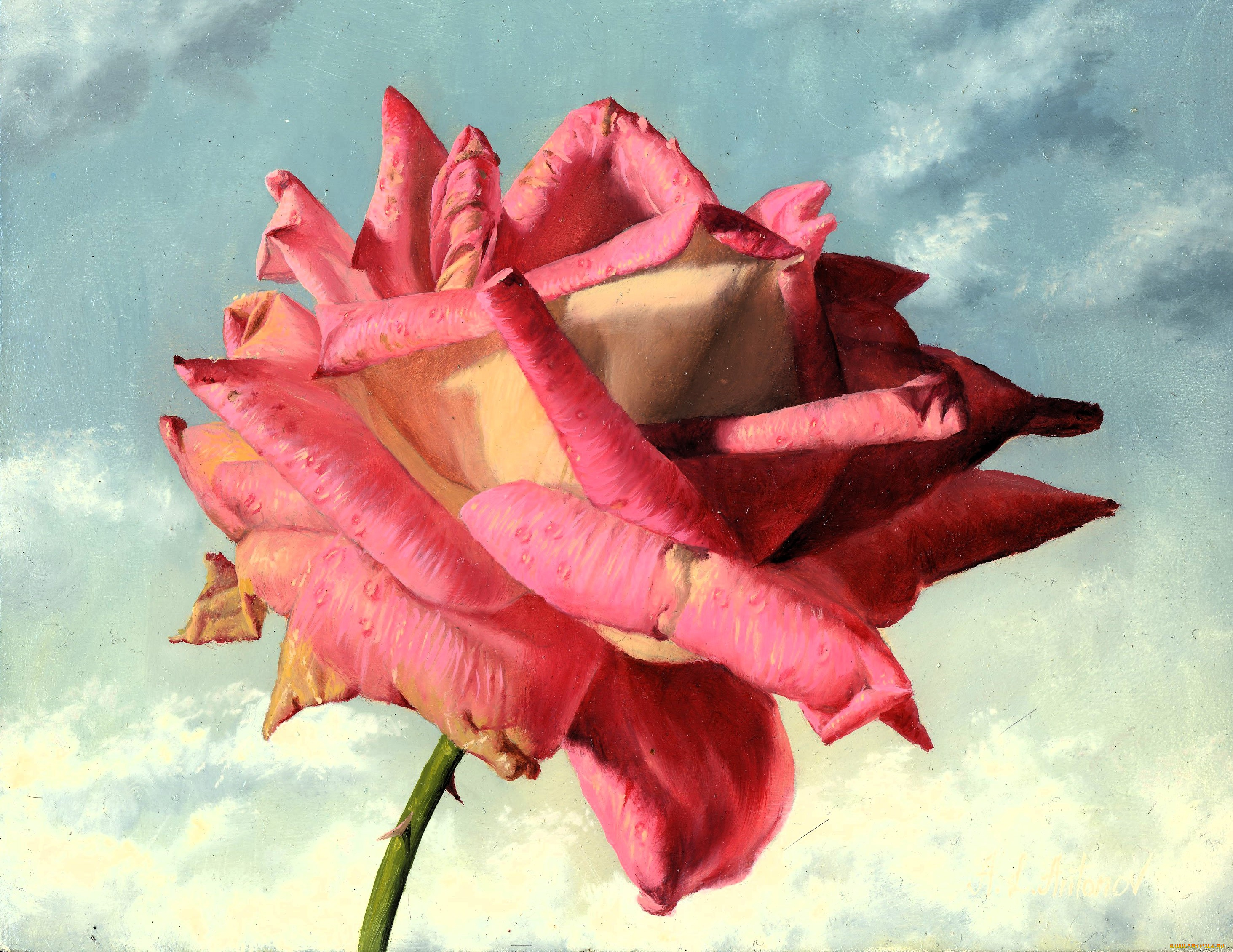 рисованное, алексей, антонов, роза