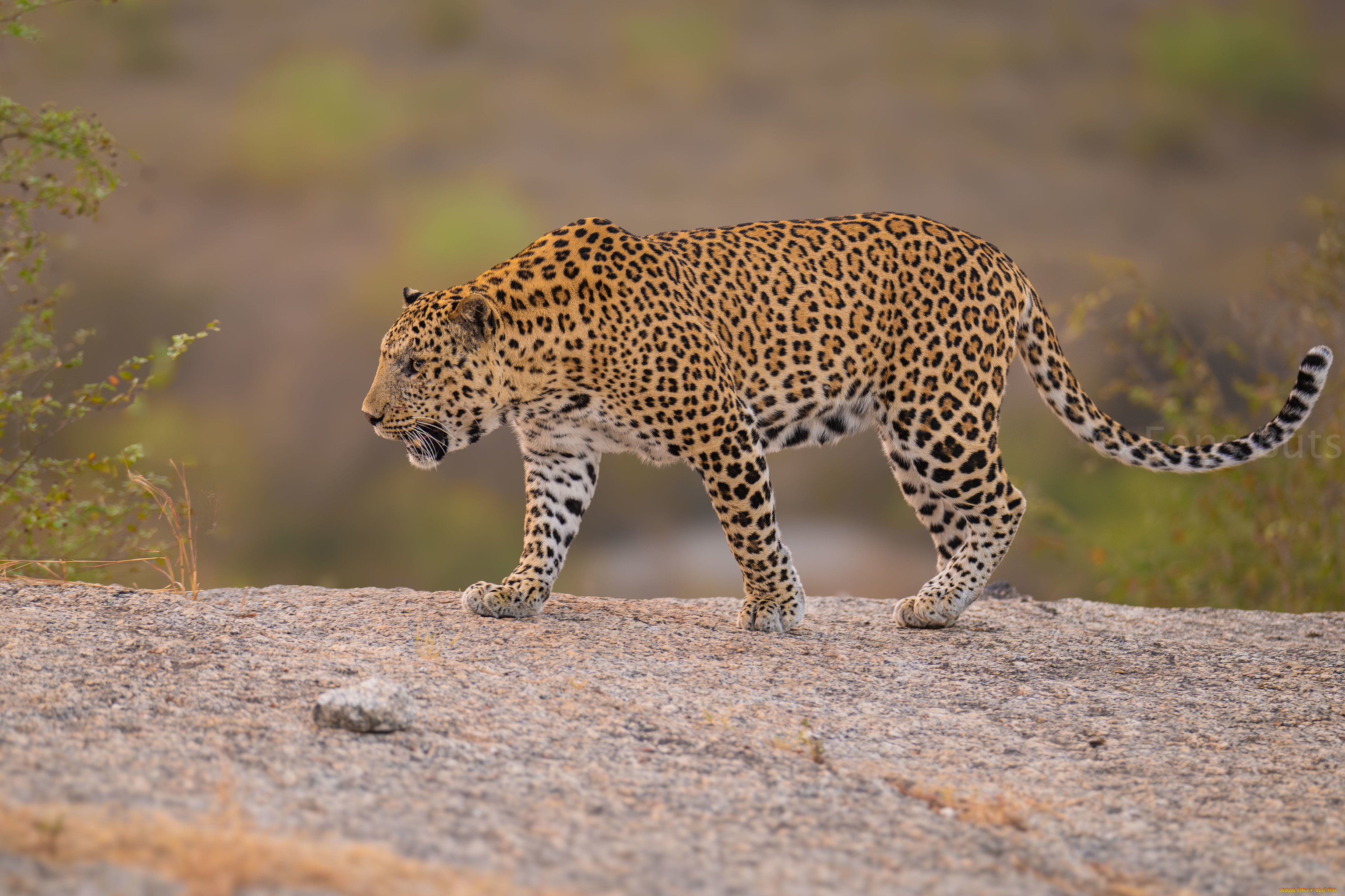 животные, леопарды, леопард